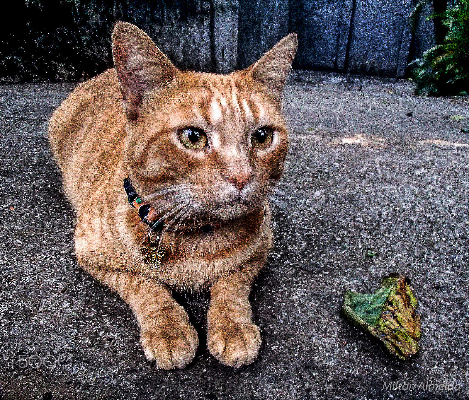 Olympus TG-620 sample photo. The cat and the leaf photography