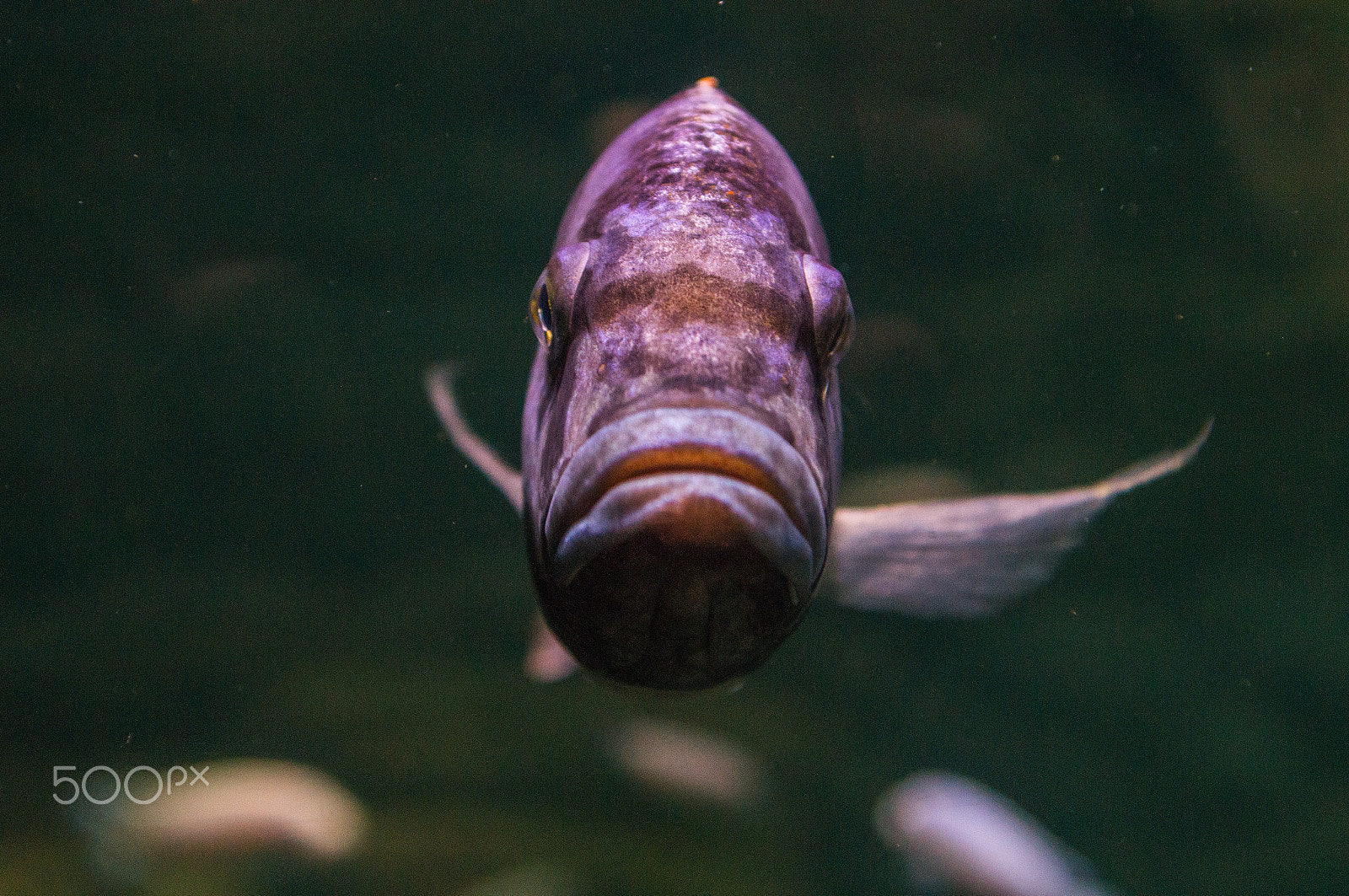 Sony SLT-A37 + Minolta AF 28-85mm F3.5-4.5 sample photo. Fish photography
