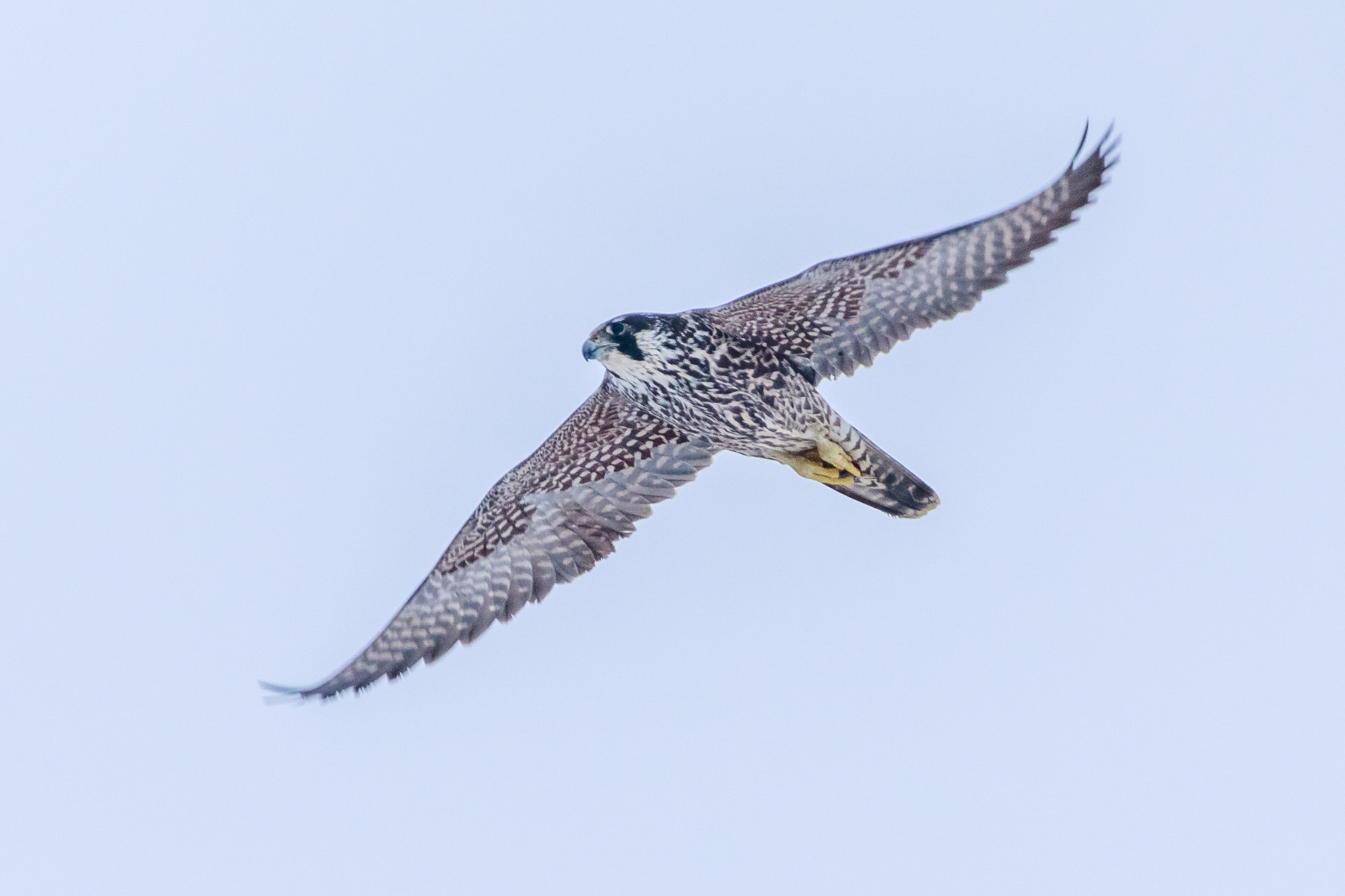 Canon EF 500mm F4L IS USM sample photo. Peregrine falcon photography