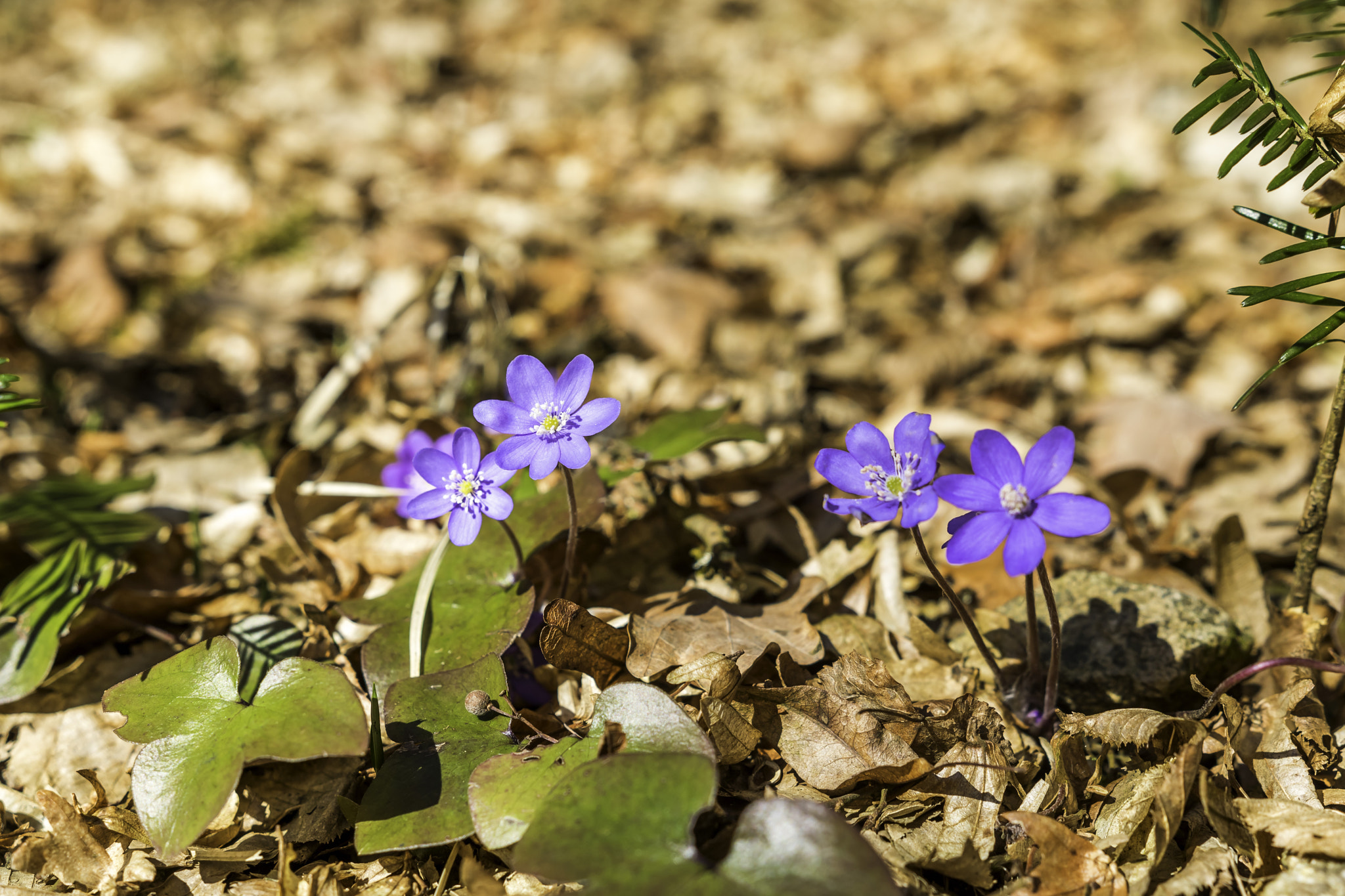 Canon EOS 760D (EOS Rebel T6s / EOS 8000D) + Sigma 18-35mm f/1.8 DC HSM sample photo. Hepatica nobilis photography