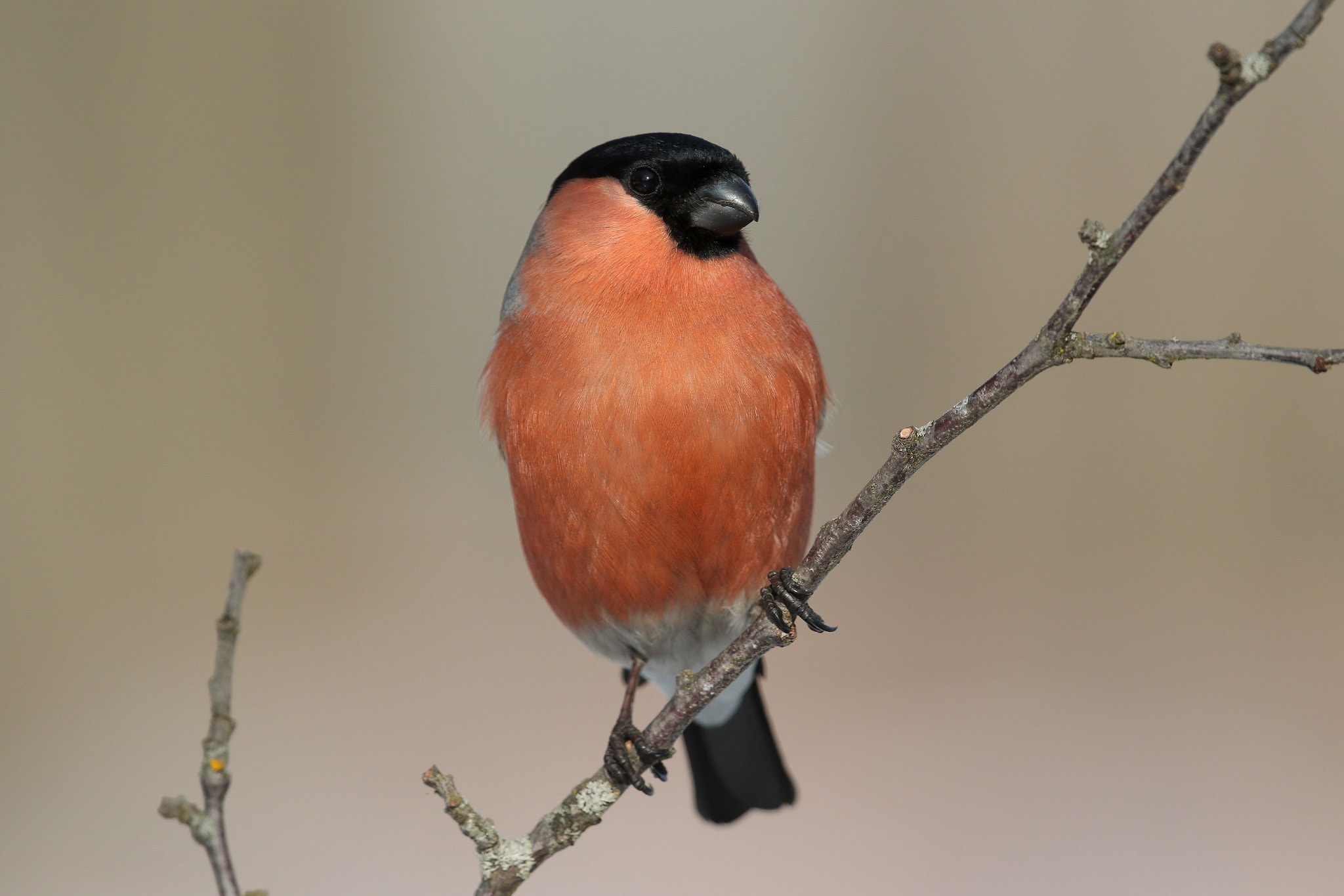 Canon EOS 7D Mark II + Canon EF 300mm F2.8L IS II USM sample photo. The bullfinch (male) on a branch photography