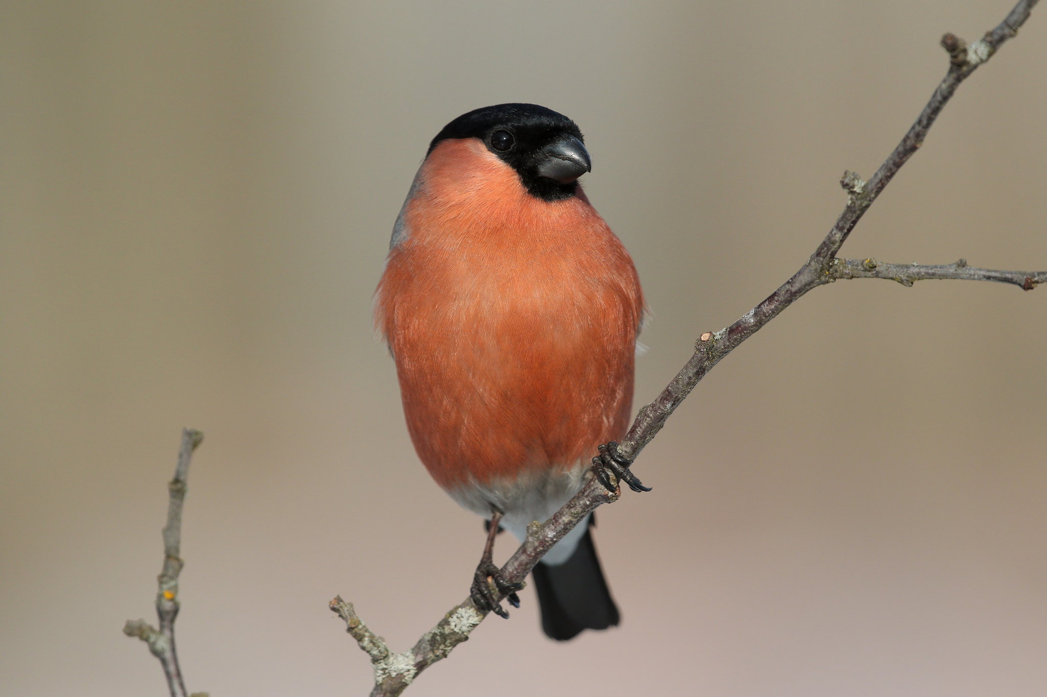 Canon EF 300mm F2.8L IS II USM sample photo. The bullfinch (male) on a branch photography
