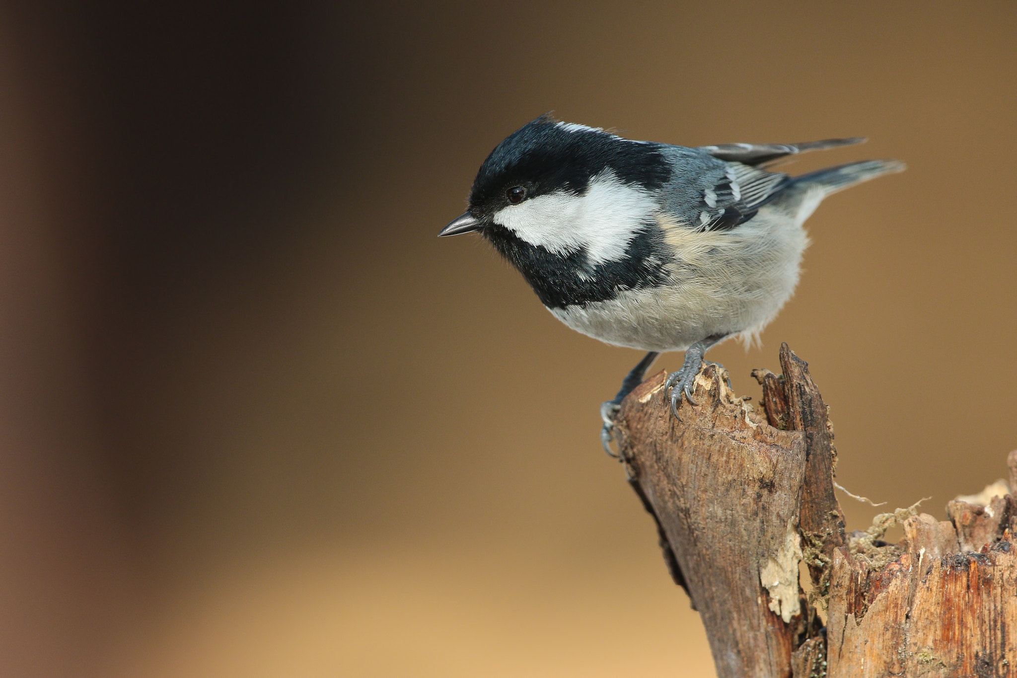 Canon EOS 7D Mark II sample photo. The coal tit on the branch photography