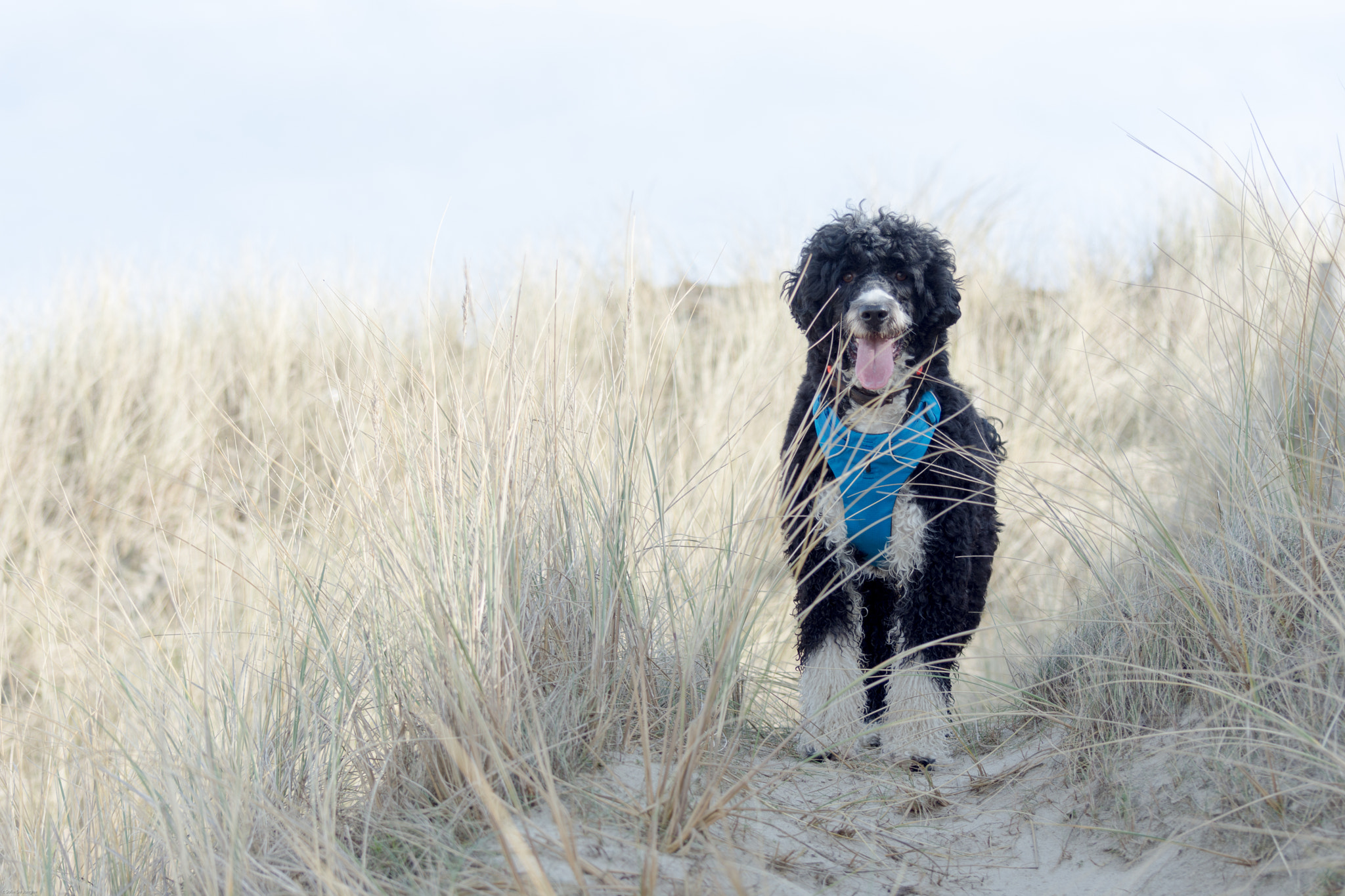 Nikon D7200 sample photo. Beachwalk photography