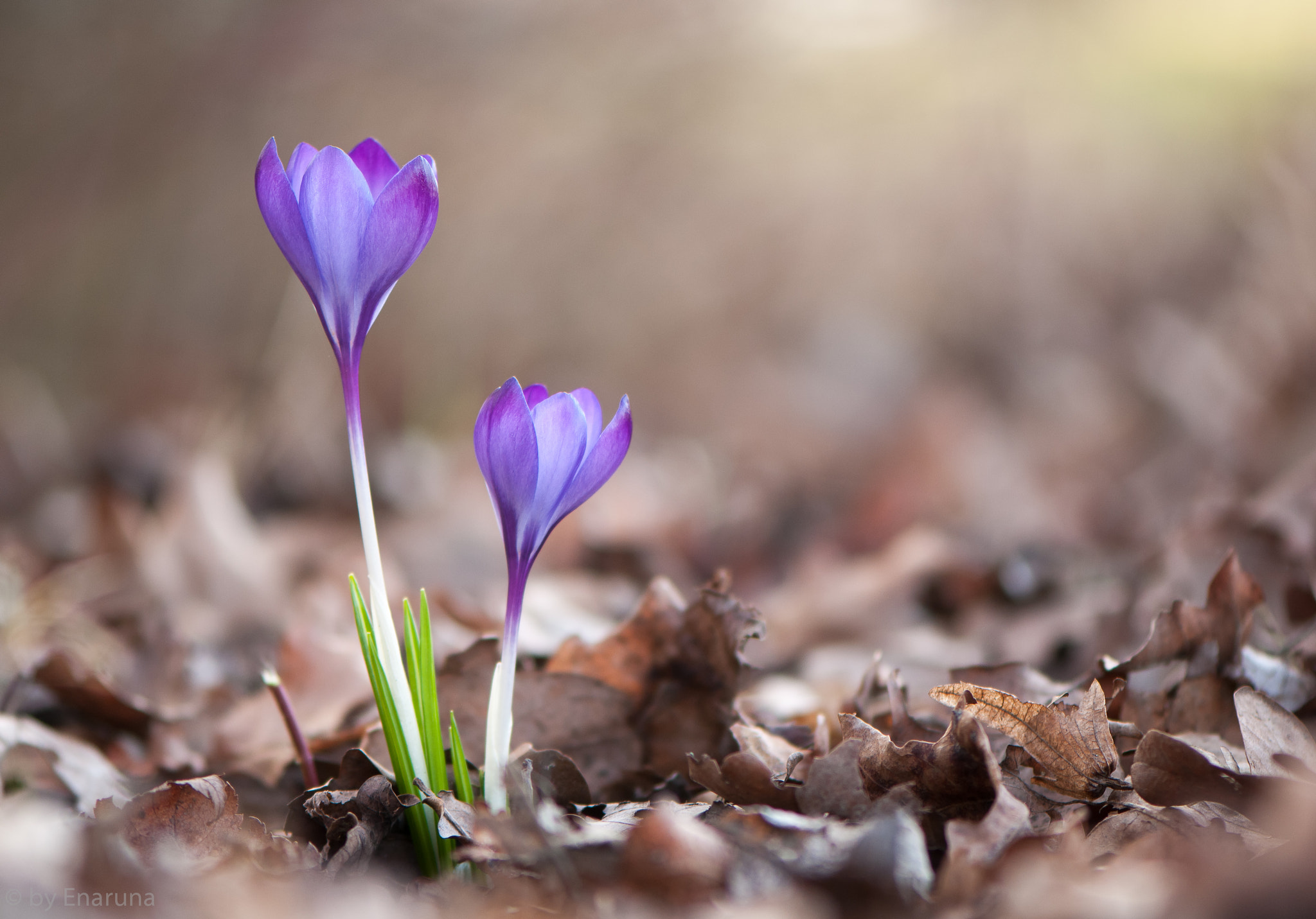 Nikon D300S + Nikon AF-S Micro-Nikkor 105mm F2.8G IF-ED VR sample photo. Crocus in the wood photography