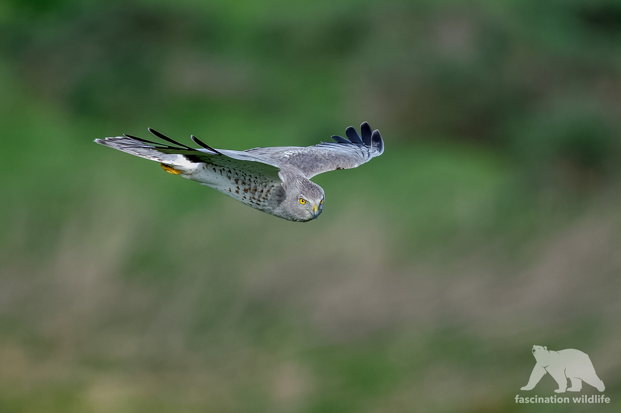 Sigma 150-600mm F5-6.3 DG OS HSM | S sample photo. Gray ghost photography