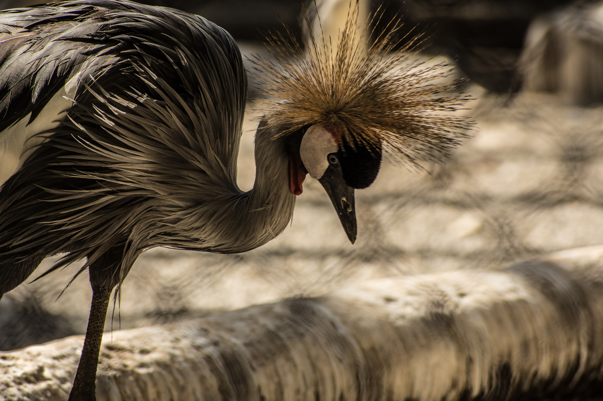 Nikon D7200 + Sigma 70-300mm F4-5.6 DG OS sample photo. Beauty! photography