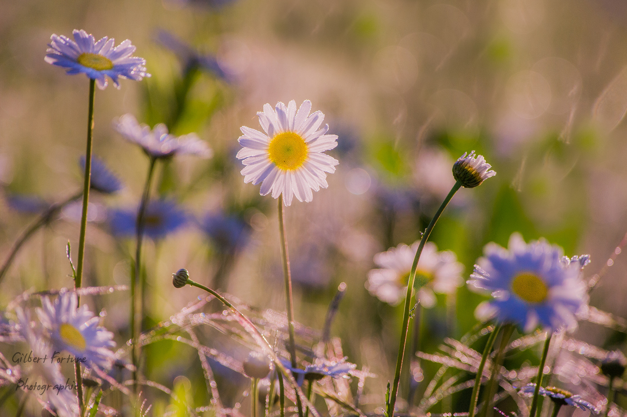 Nikon AF-S Nikkor 300mm F2.8G ED VR II sample photo. Daisy photography