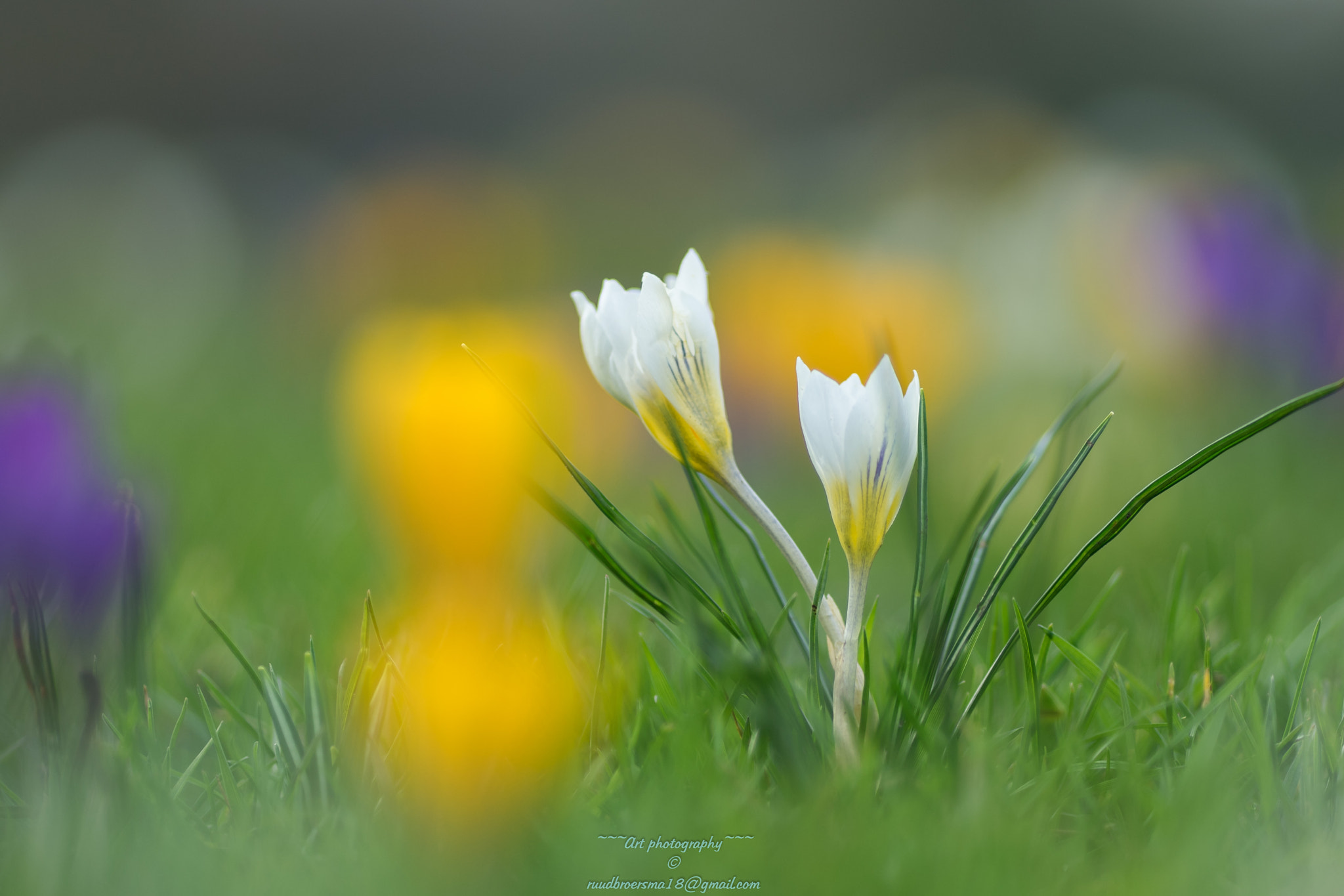 Sony a7 II + Canon EF 135mm F2L USM sample photo. Crocus longiflorus photography