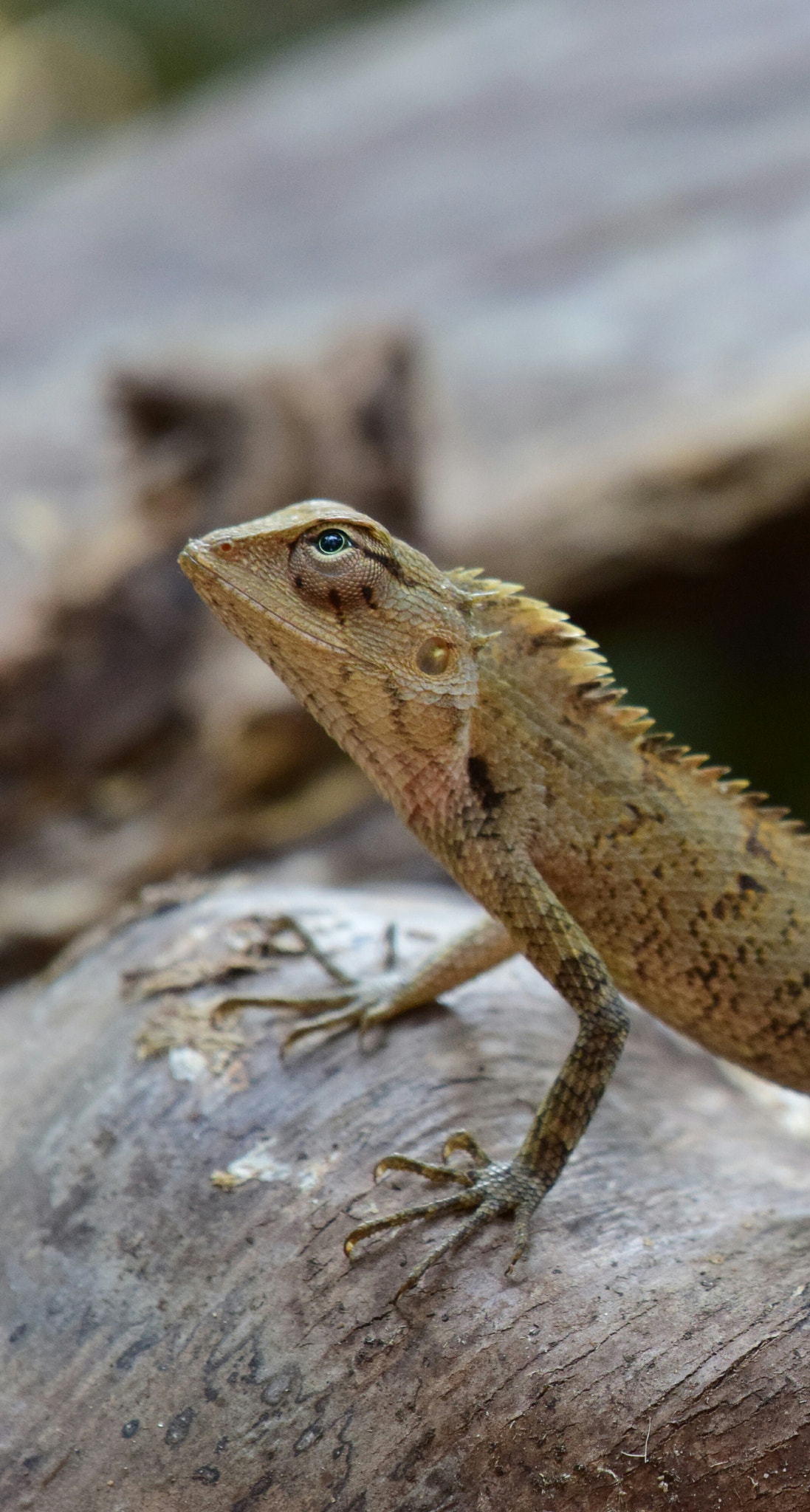 Nikon AF-S Nikkor 200-500mm F5.6E ED VR sample photo