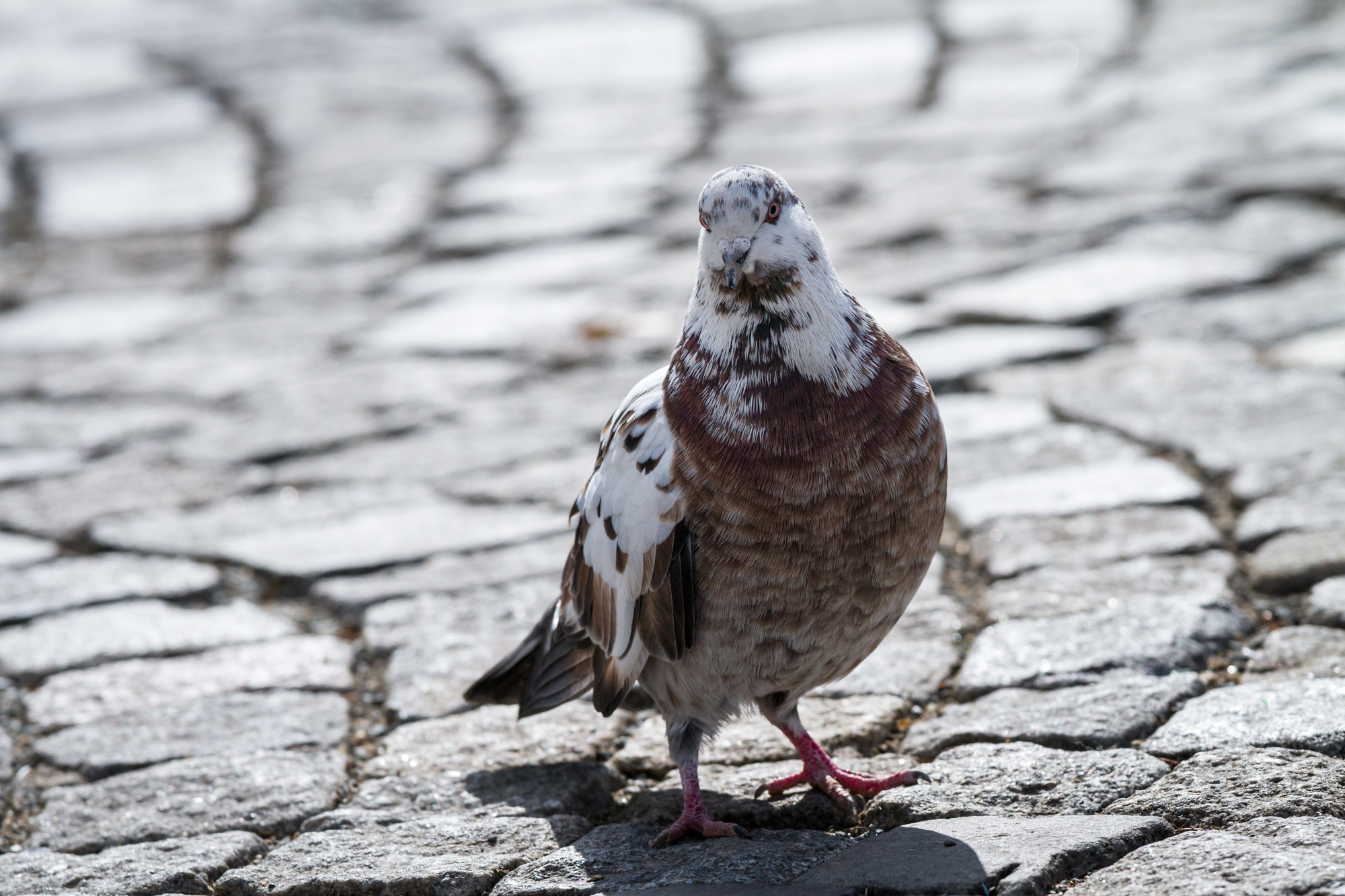 Canon EOS 7D + Canon EF 70-200mm F4L IS USM sample photo. Badass photography