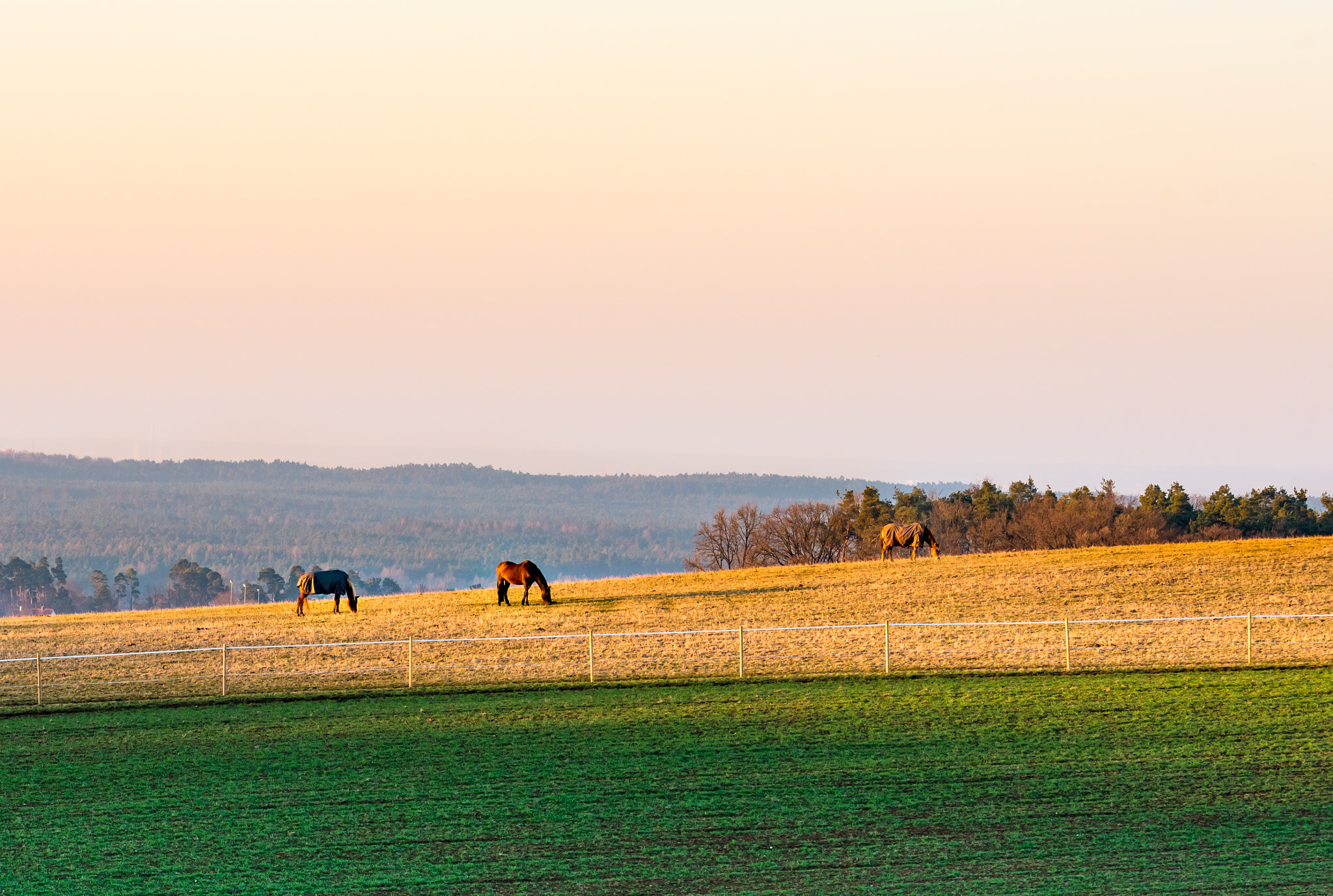 Sigma 150mm F2.8 EX DG OS Macro HSM sample photo. Three horses photography
