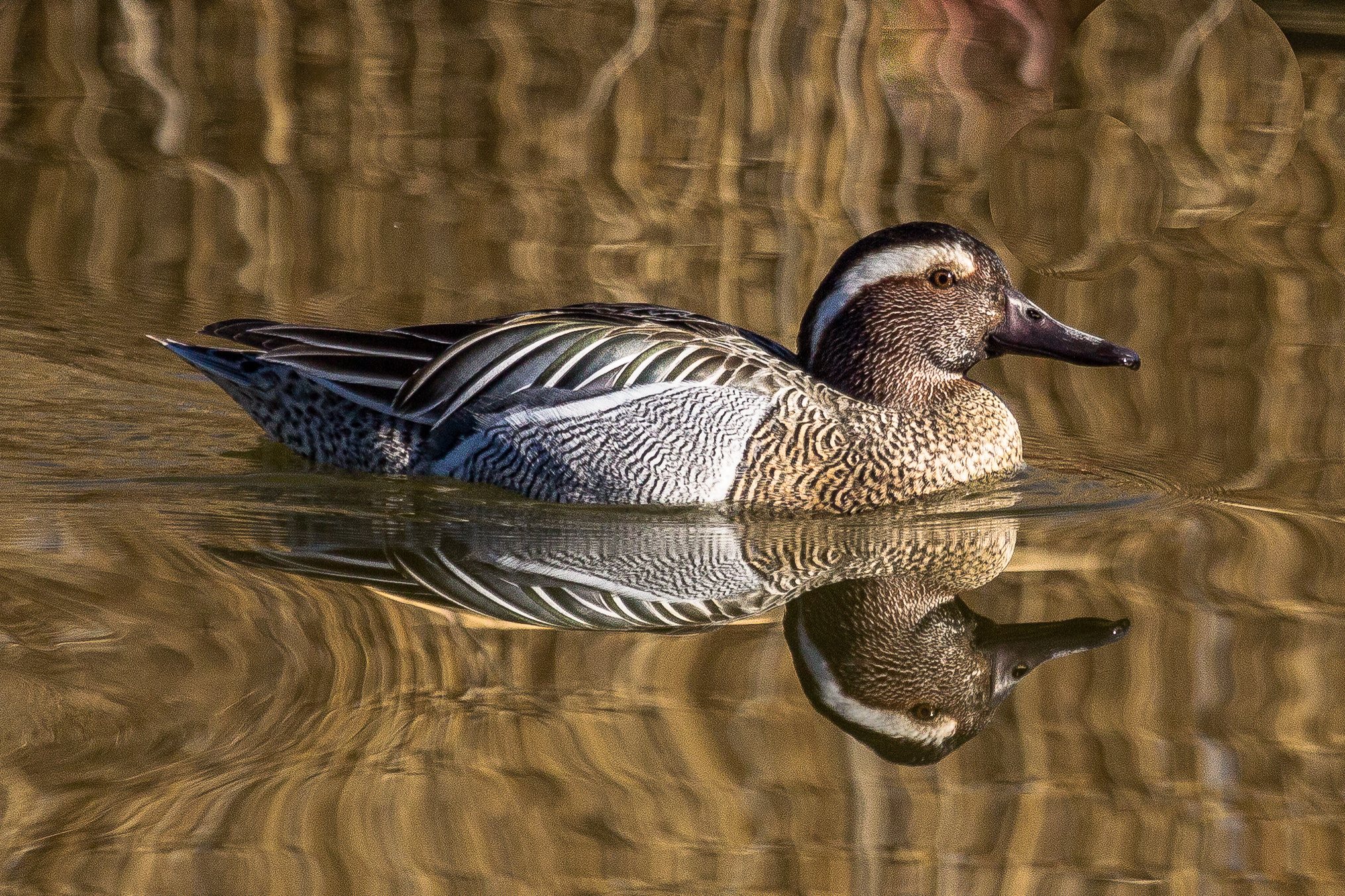 Canon EF 100-400mm F4.5-5.6L IS USM sample photo