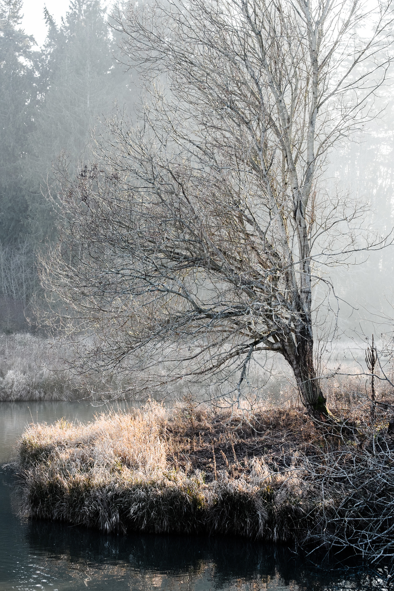 Fujifilm XF 55-200mm F3.5-4.8 R LM OIS sample photo. Frosty photography