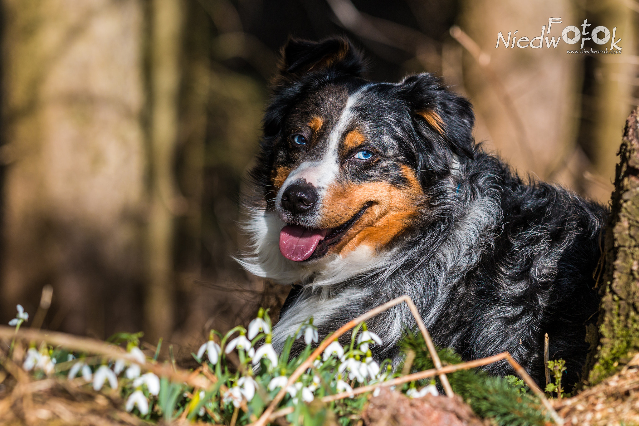 Canon EF 70-200mm F2.8L IS II USM sample photo. Rowdy mit schneeglöckchen photography