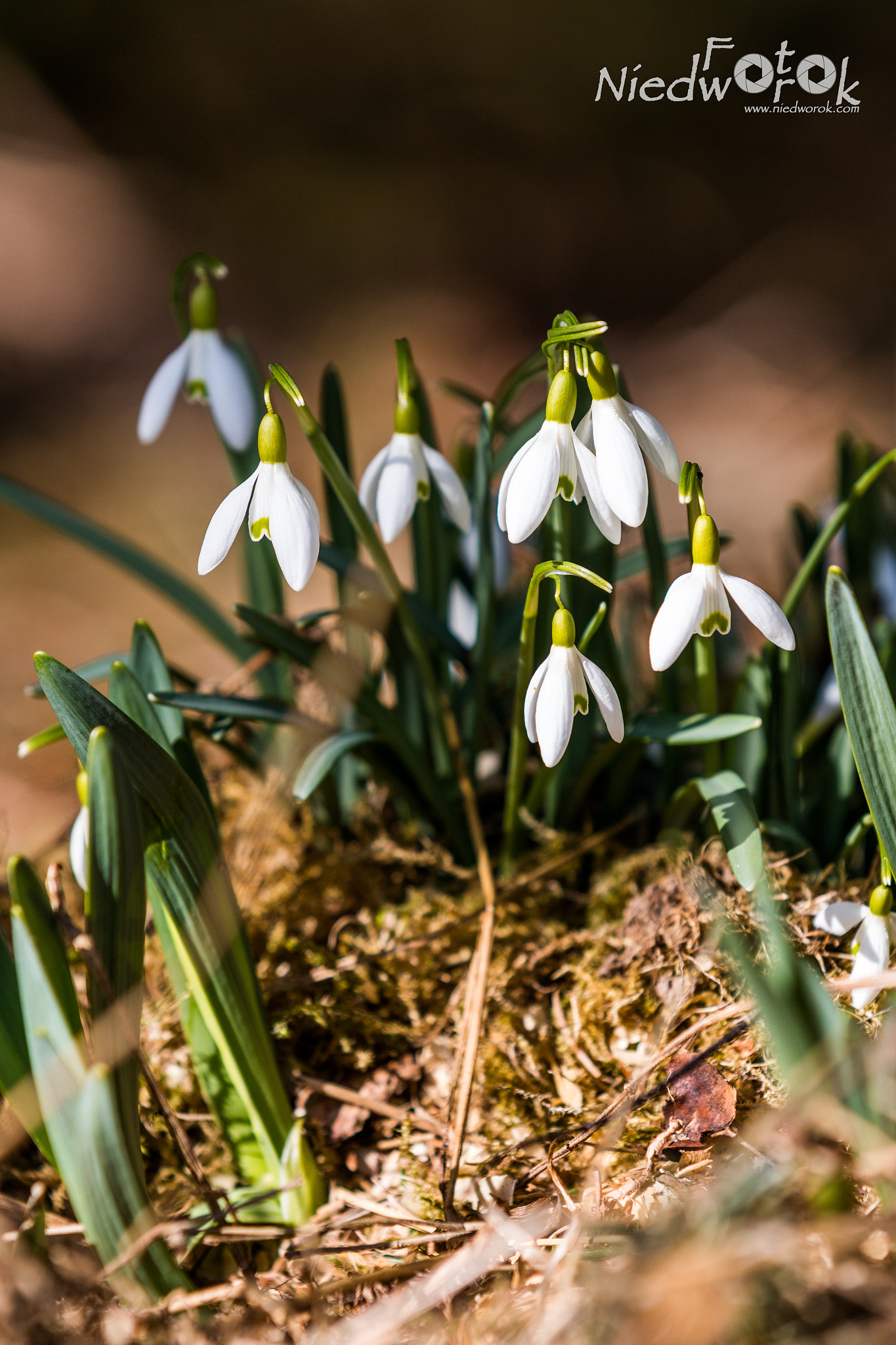 Canon EF 70-200mm F2.8L IS II USM sample photo. Schneeglöckchen photography
