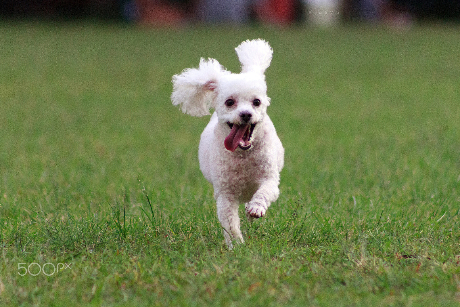 Canon EF 75-300mm f/4-5.6 USM sample photo. Start photography