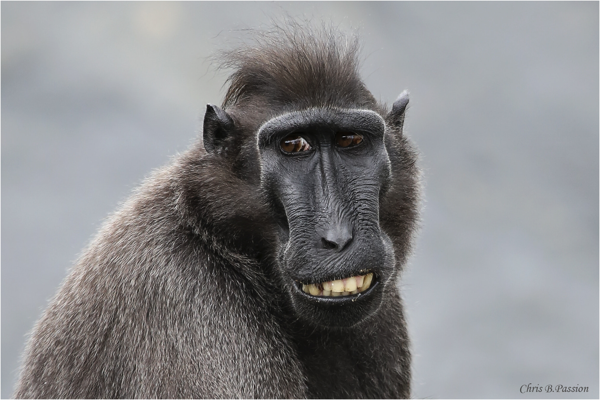 Canon EF 100-400mm F4.5-5.6L IS USM sample photo. Monkey photography