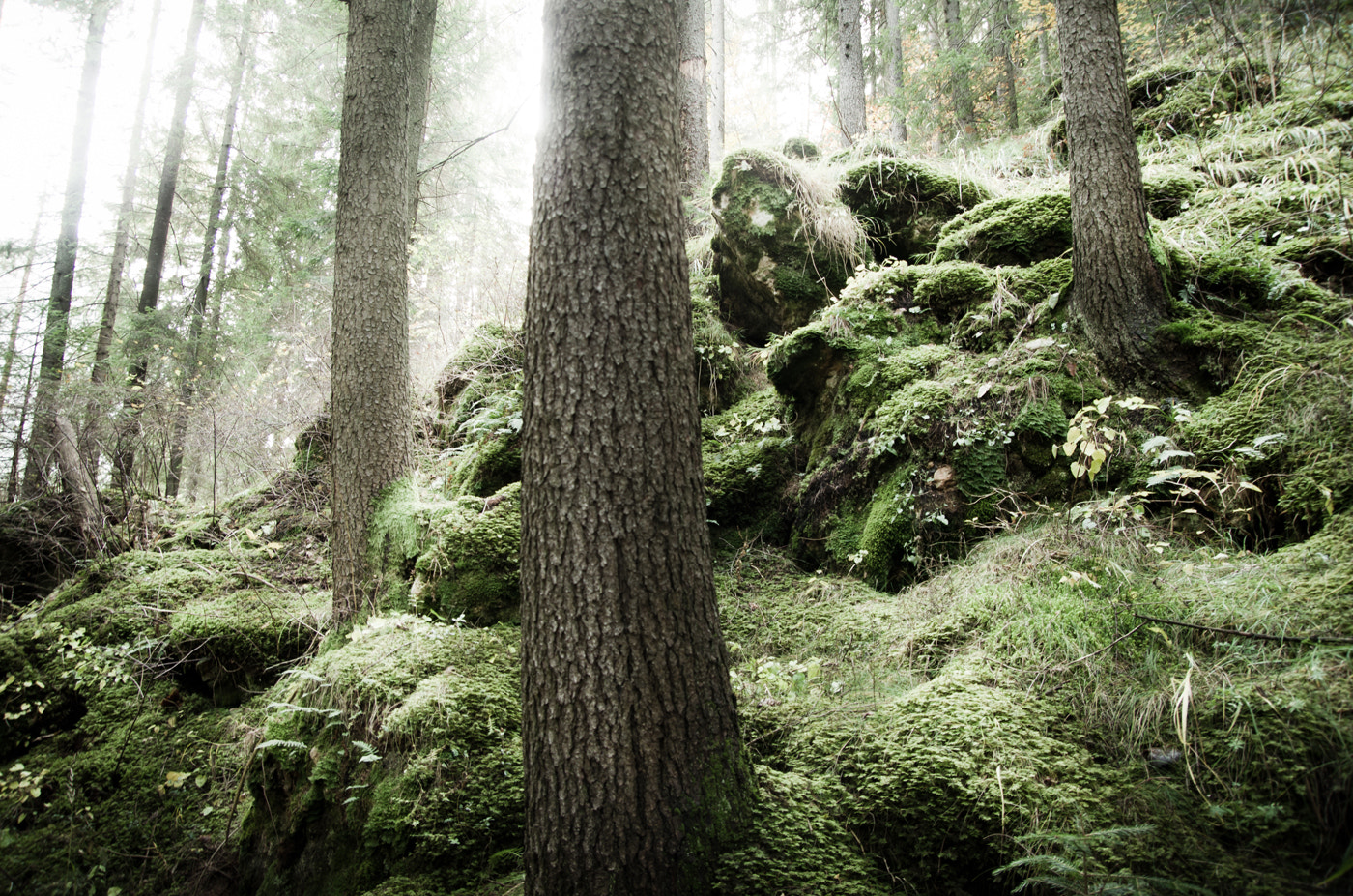 Pentax K-5 sample photo. -green forest ii- photography