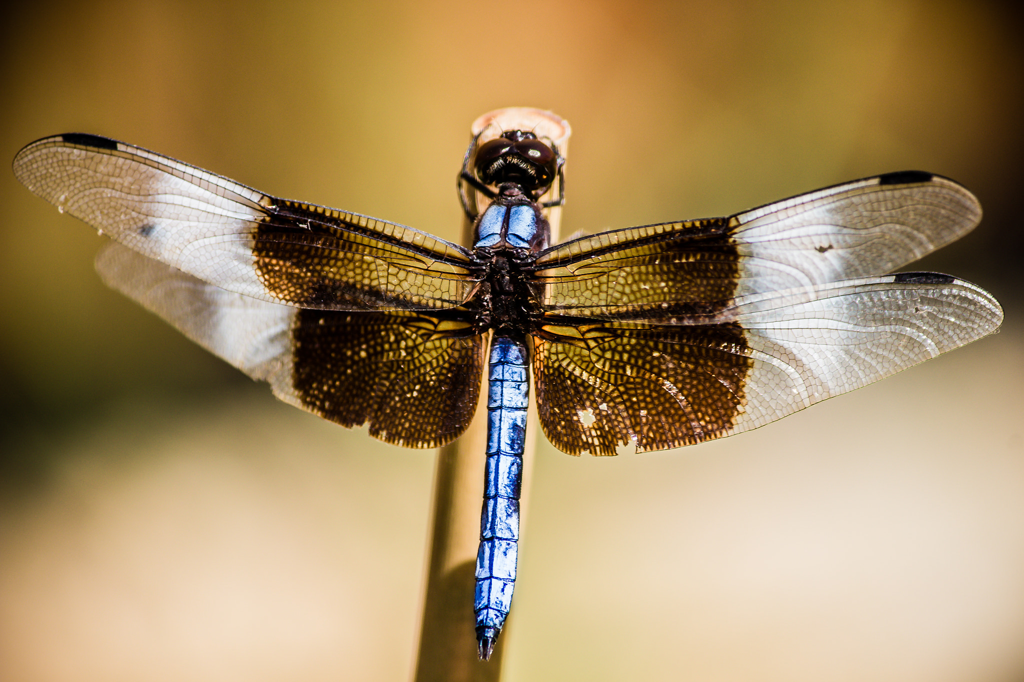 Canon EOS 100D (EOS Rebel SL1 / EOS Kiss X7) sample photo. Widow skimmer photography