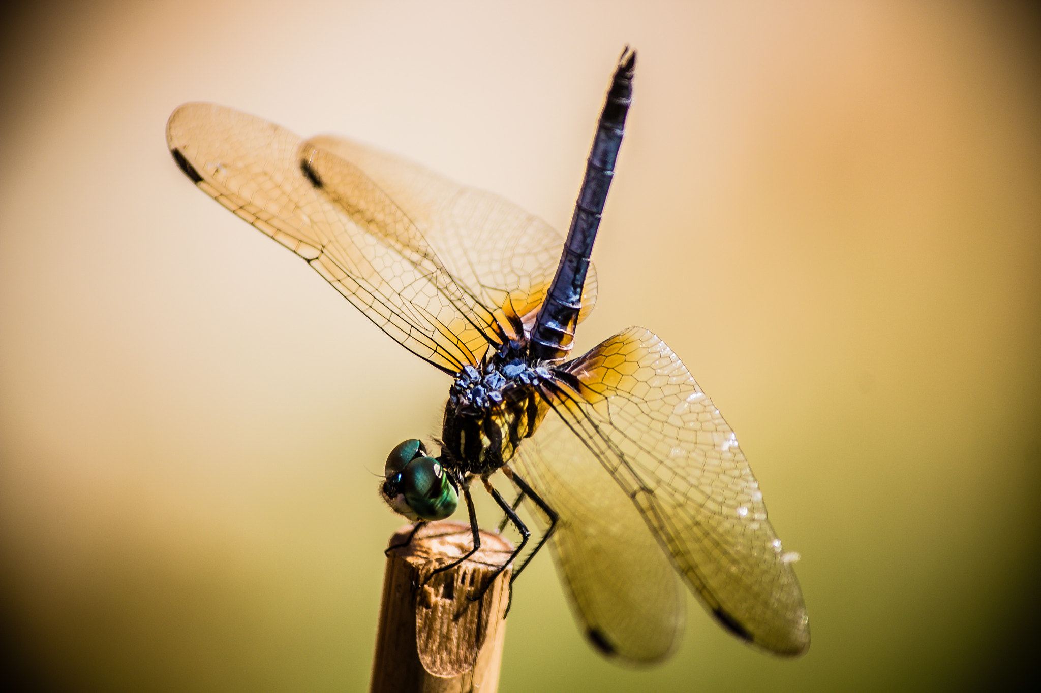 Canon EOS 100D (EOS Rebel SL1 / EOS Kiss X7) sample photo. Blue dasher photography