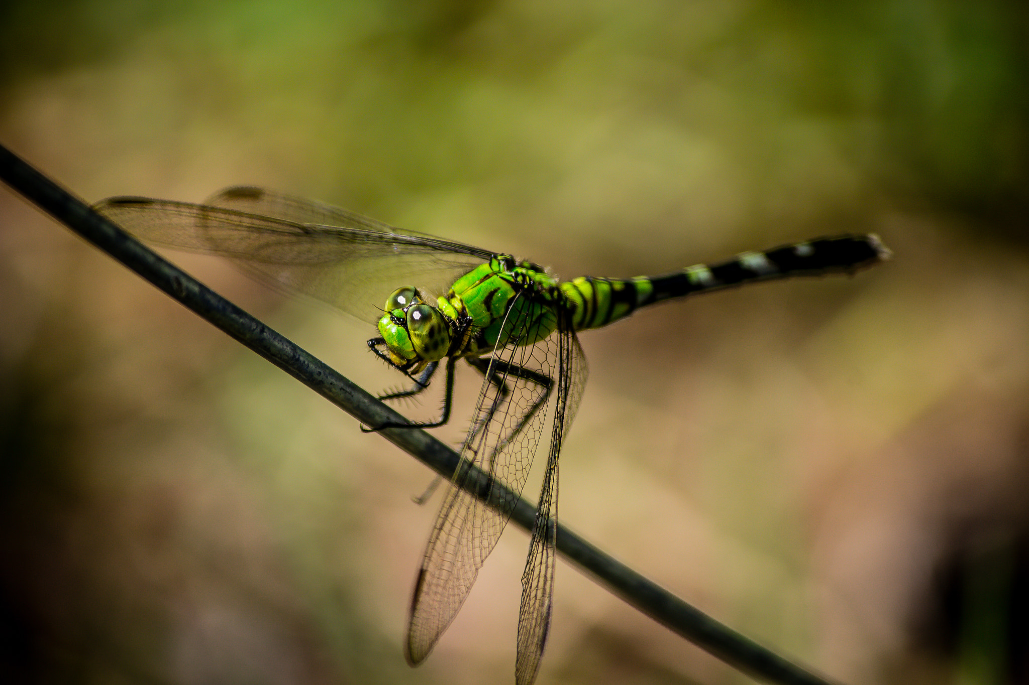 Canon EOS 100D (EOS Rebel SL1 / EOS Kiss X7) sample photo. Eastern pondhawk photography