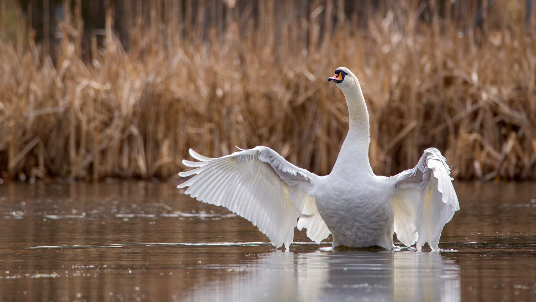 150-600mm F5-6.3 DG OS HSM | Contemporary 015 sample photo. Cygnus olor photography