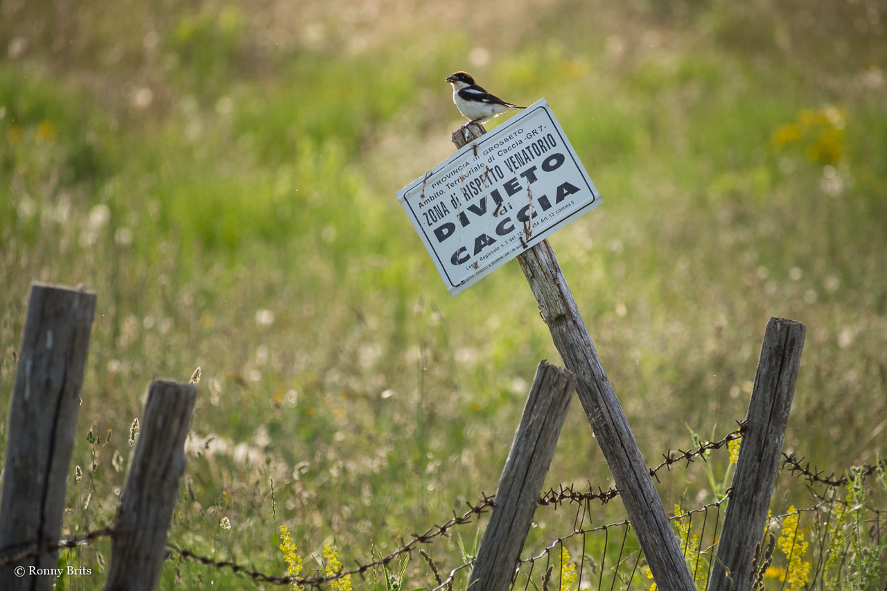 Olympus OM-D E-M5 sample photo. A bird in tuscany photography