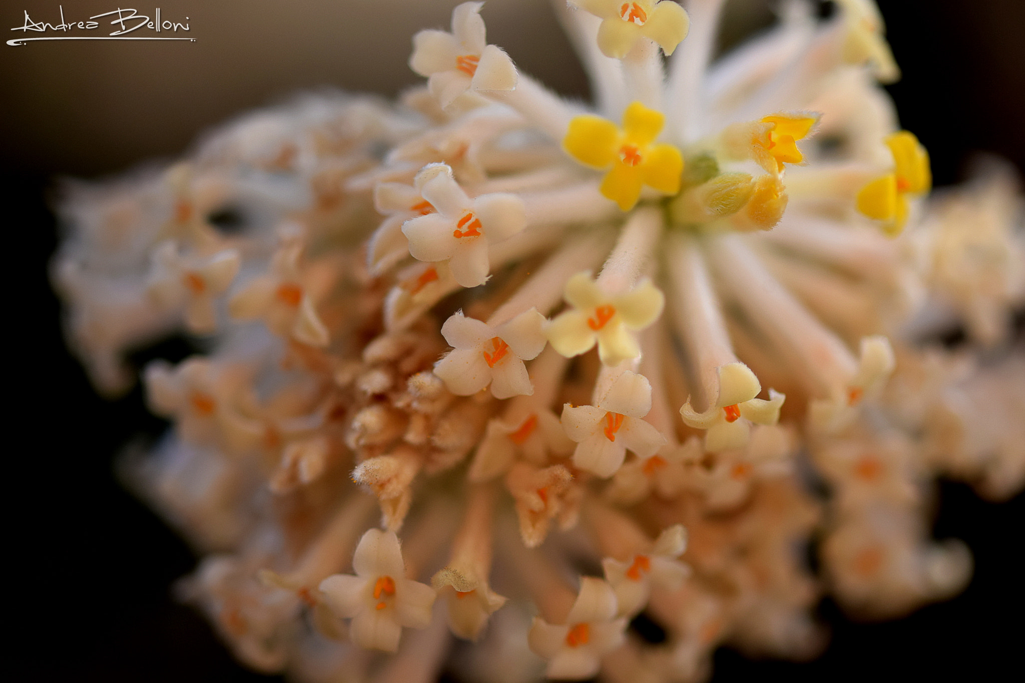 Sigma 105mm F2.8 EX DG OS HSM sample photo. Flowers bomb photography