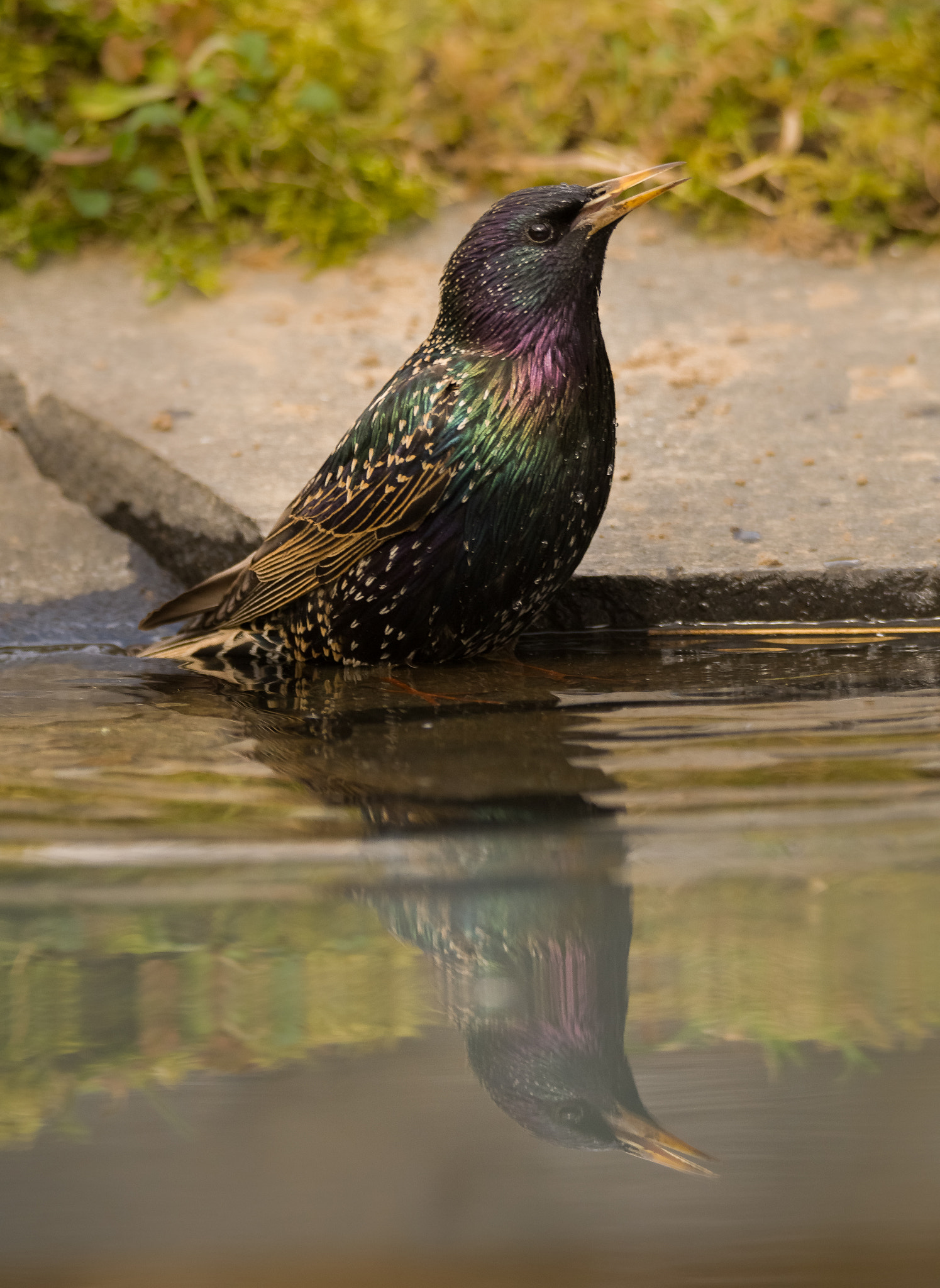 Nikon D500 sample photo. Need a bath after the long journey photography
