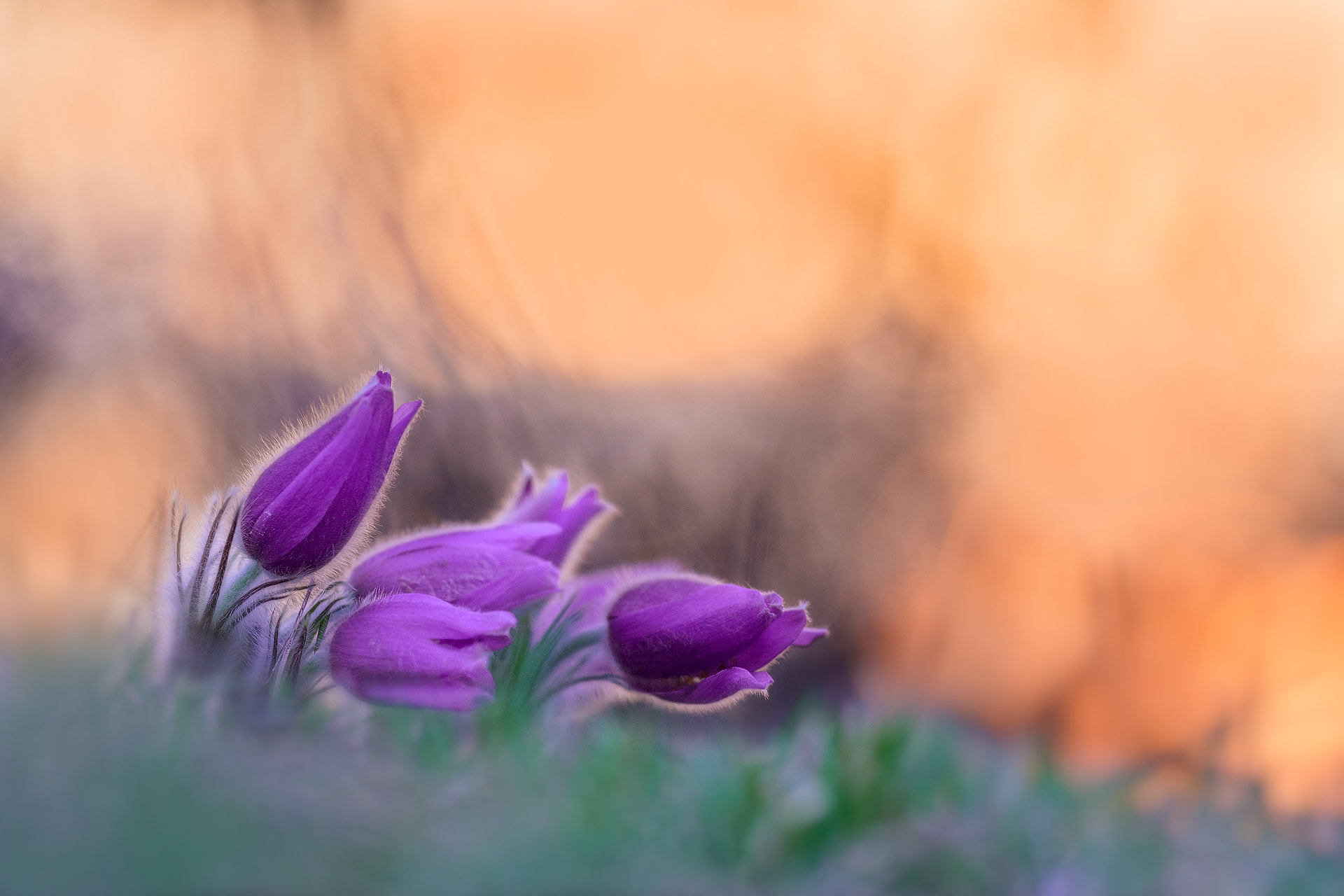 Sigma 150mm F2.8 EX DG OS Macro HSM sample photo. Kuhschellen photography