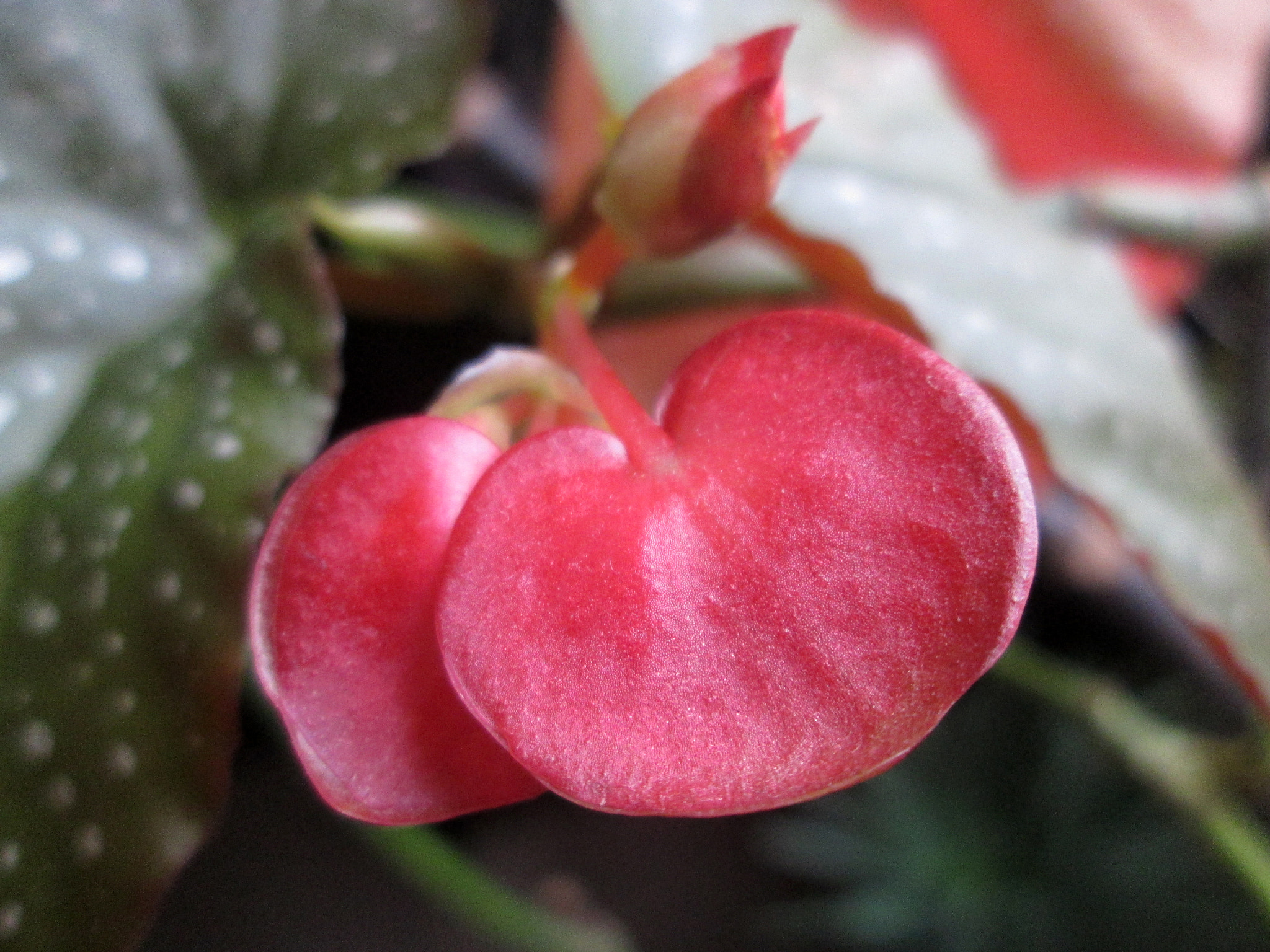 Canon PowerShot A1400 sample photo. Heart flower photography