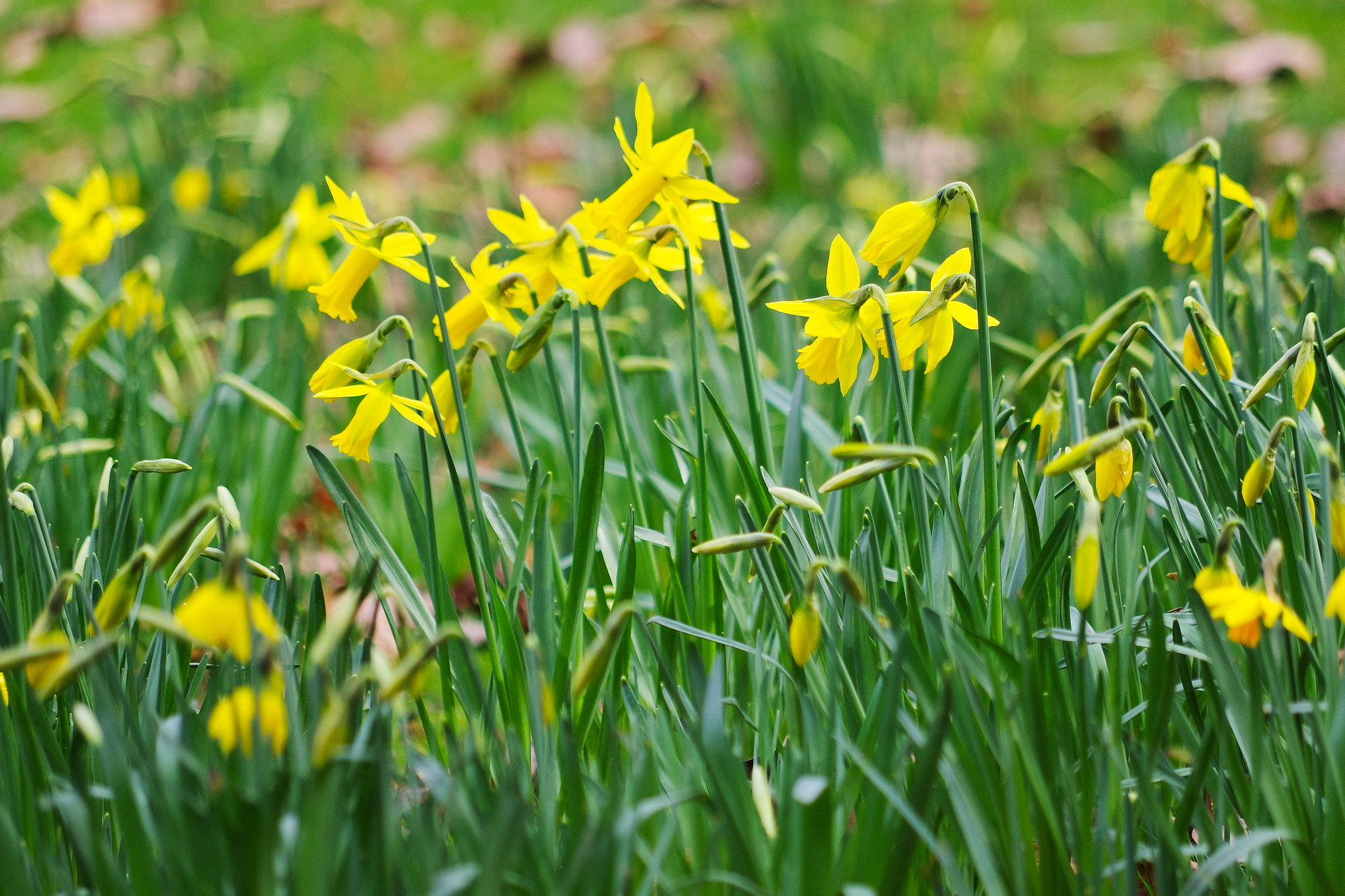 smc PENTAX-DA L 50-200mm F4-5.6 ED sample photo. Heralds of spring photography