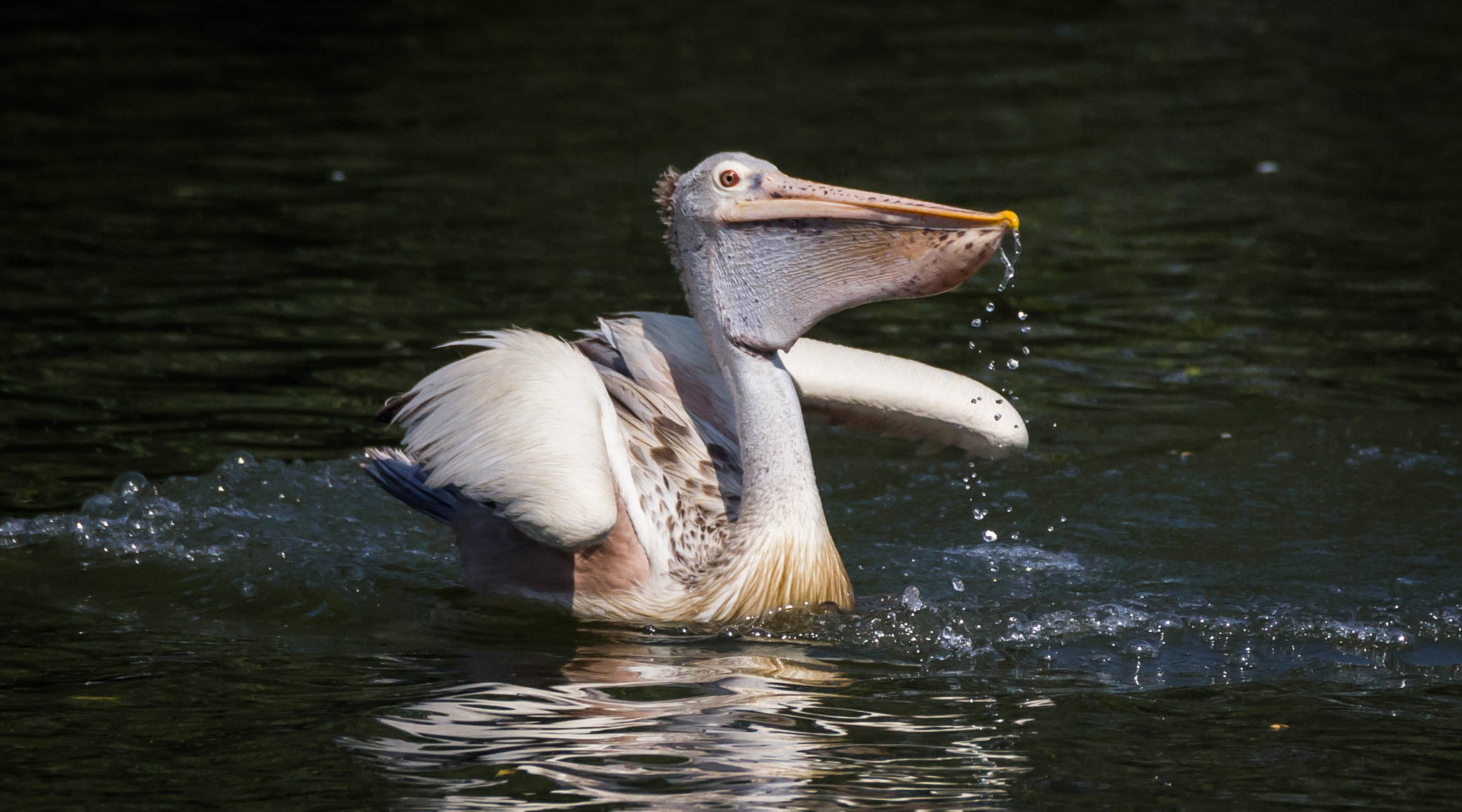 Canon EOS 60D + Canon EF 100-400mm F4.5-5.6L IS II USM sample photo. Pelican photography