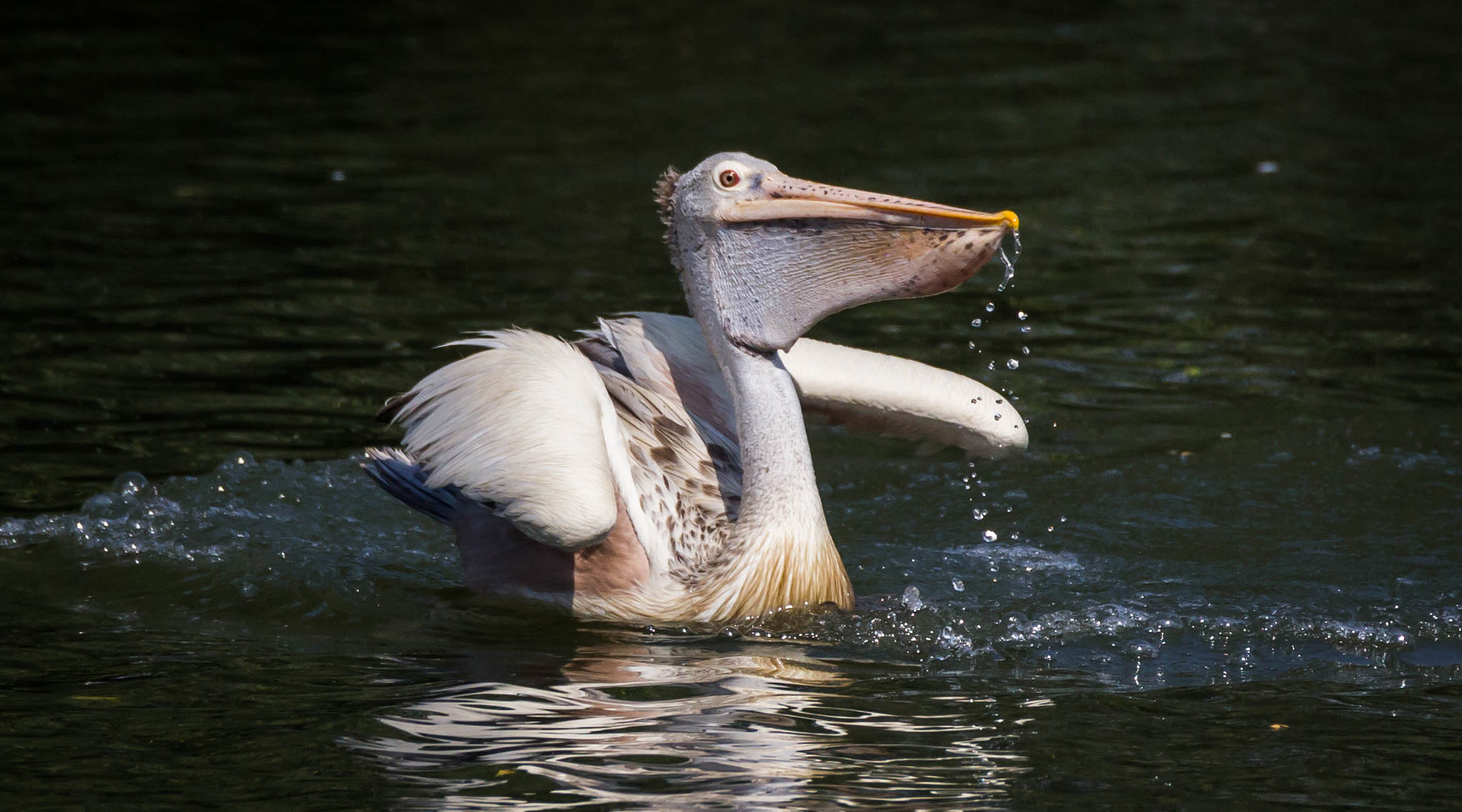 Canon EOS 60D sample photo. Pelican photography