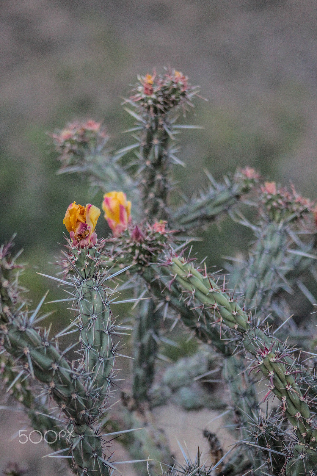 Canon EOS 600D (Rebel EOS T3i / EOS Kiss X5) + EF75-300mm f/4-5.6 sample photo. Even thorns have flowers photography