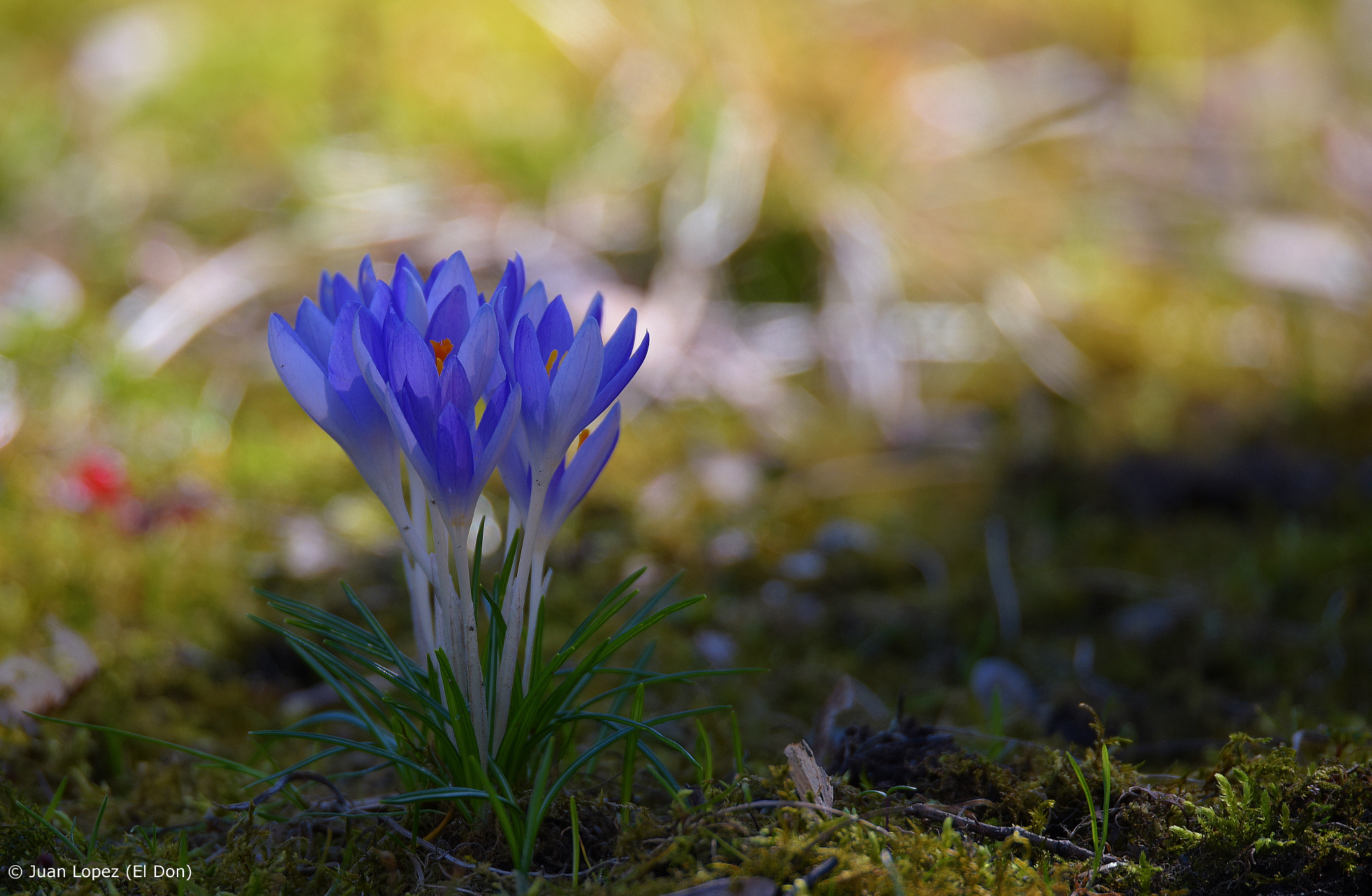 Nikon D810 sample photo. Flower photography