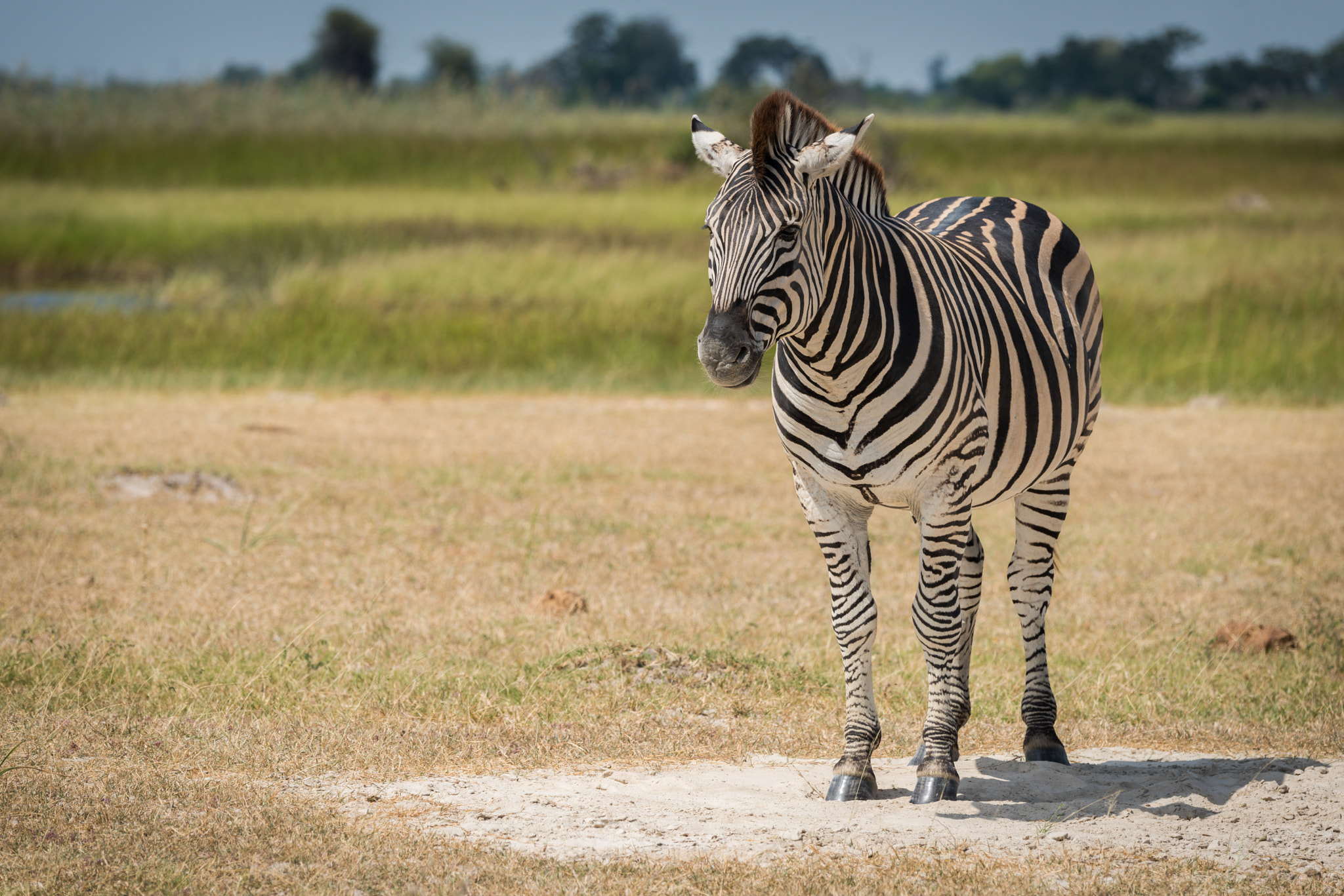 Nikon D810 sample photo. Burchell's zebra on grassy plain facing camera photography