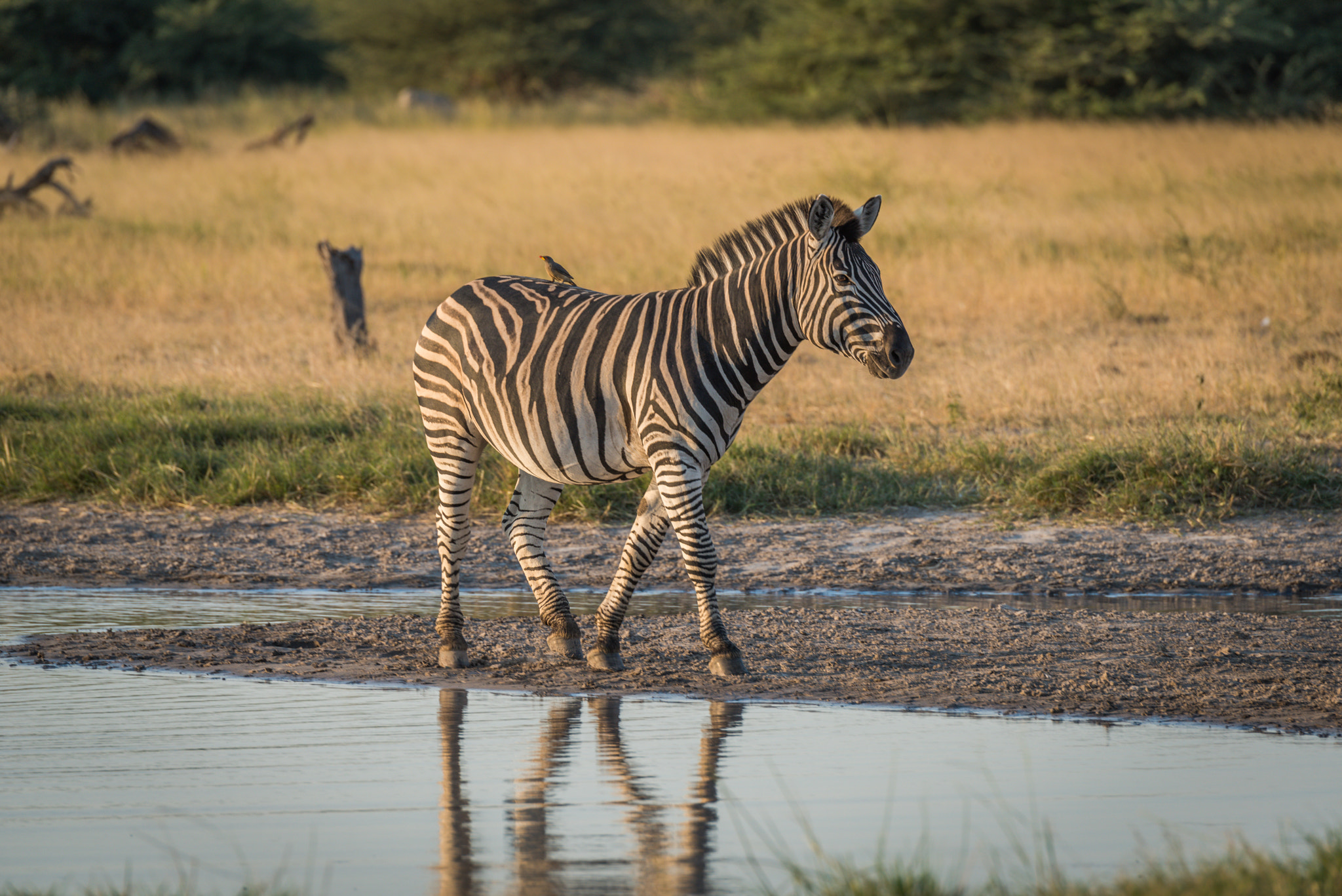 Nikon D810 sample photo. Burchell's zebra with yellow-billed oxpecker beside river photography