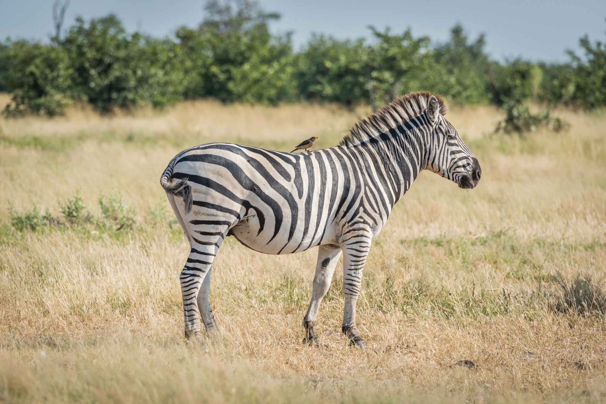 Nikon D810 sample photo. Burchell's zebra with yellow-billed oxpecker on back photography