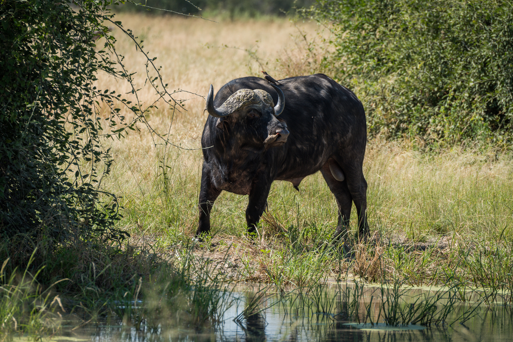 Nikon D810 sample photo. Cape buffalo at water hole turning head photography