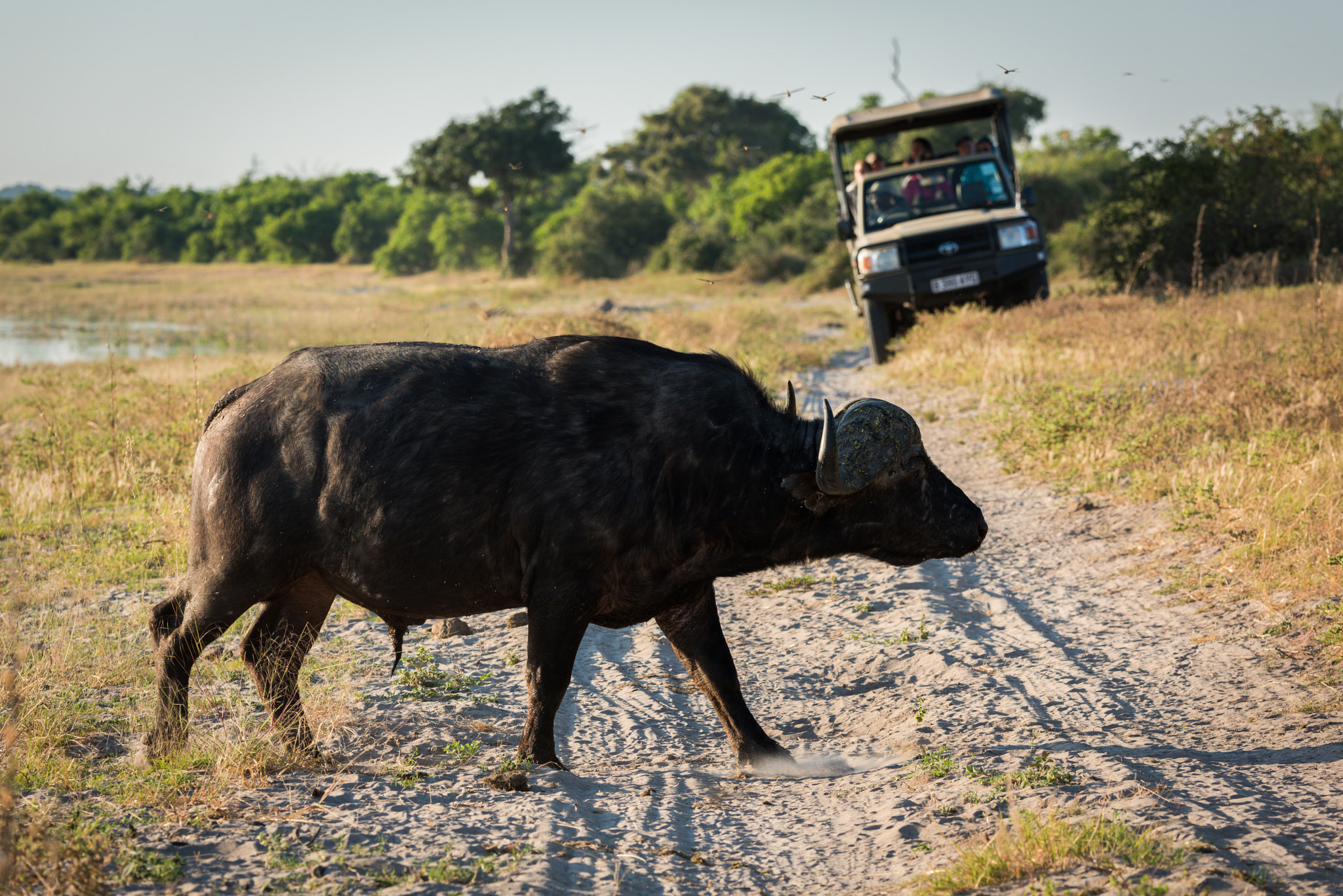 Nikon D810 sample photo. Cape buffalo crossing sandy track near jeep photography
