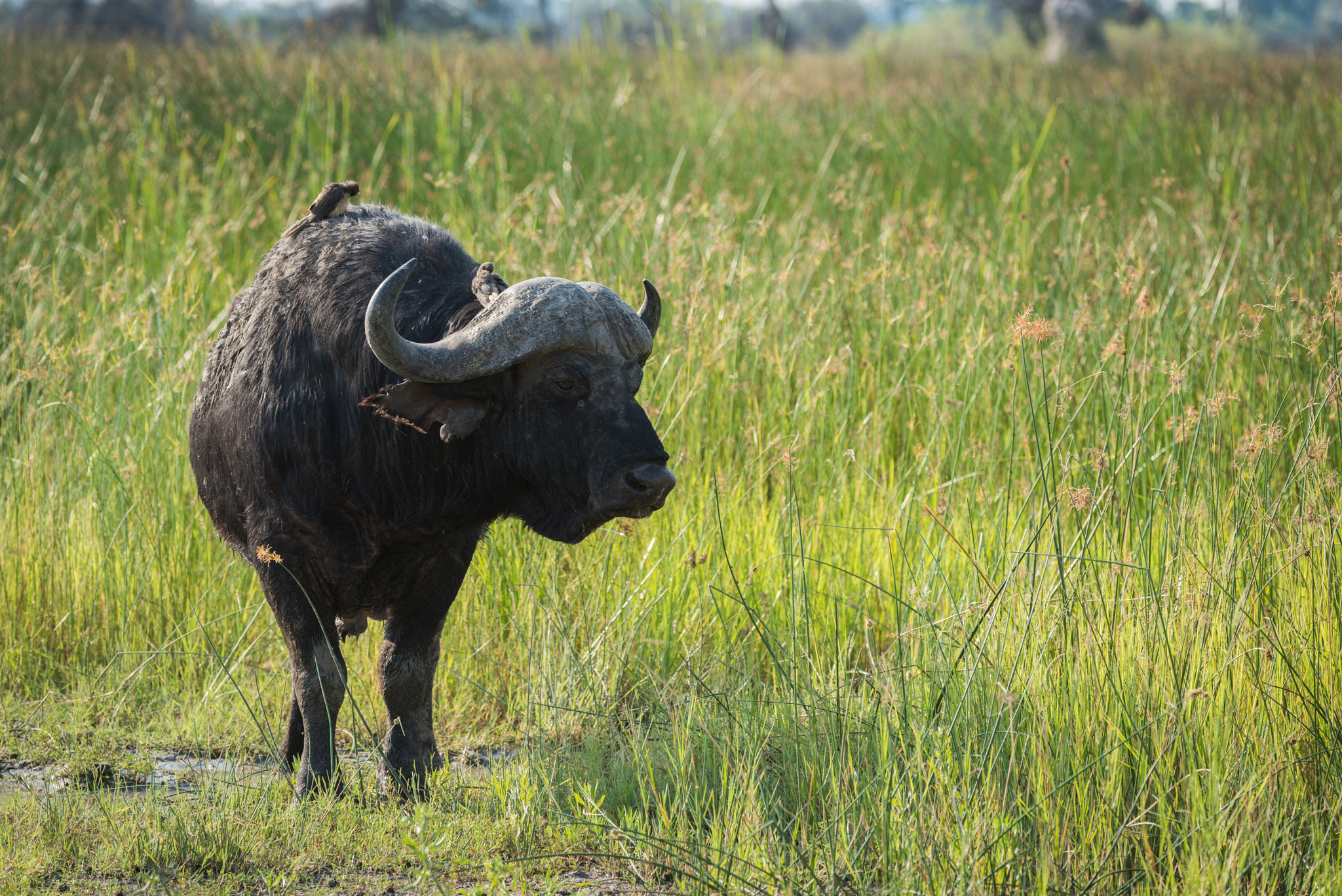 Nikon D810 sample photo. Cape buffalo in long grass looking right photography