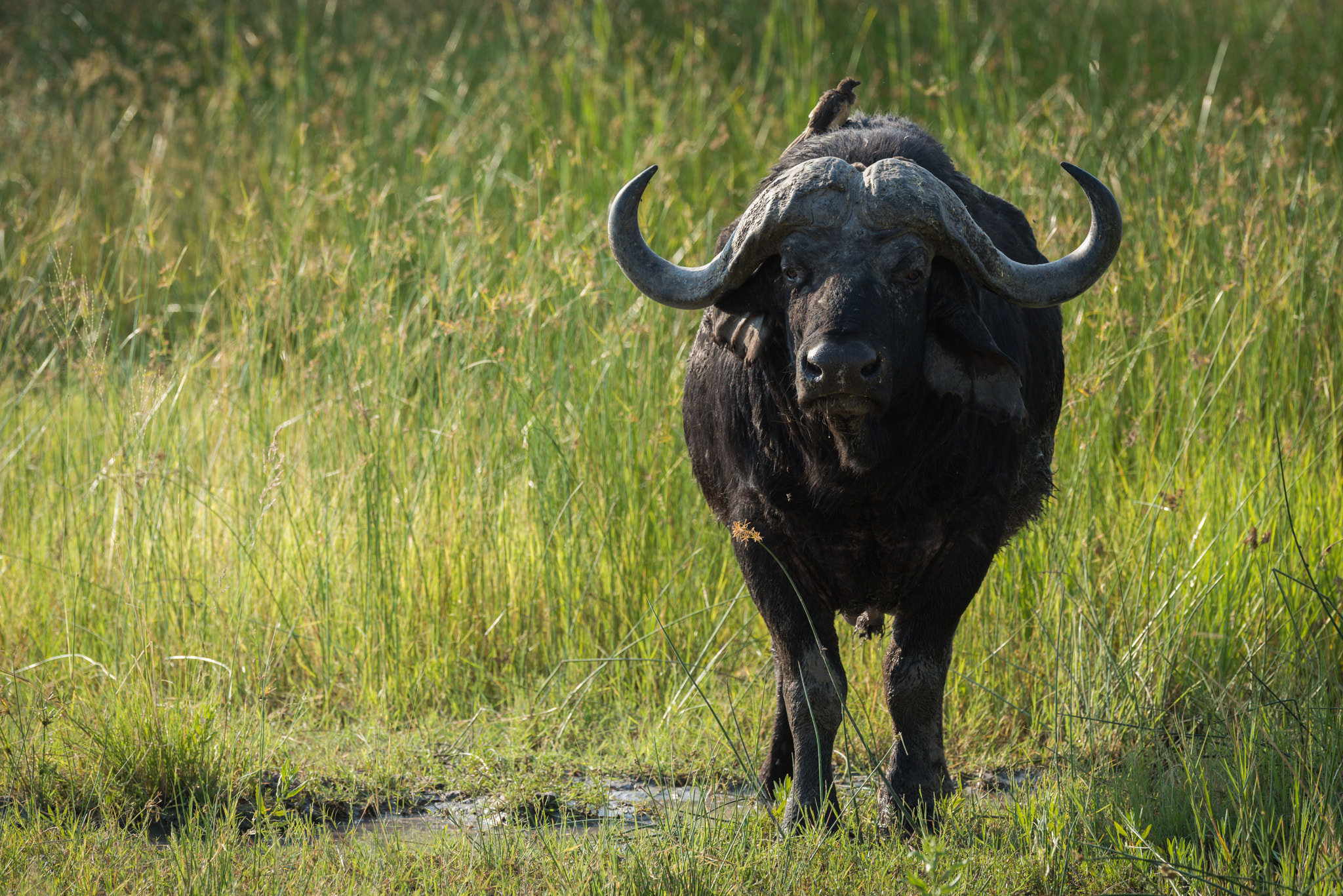 Nikon D810 sample photo. Cape buffalo in long grass facing camera photography