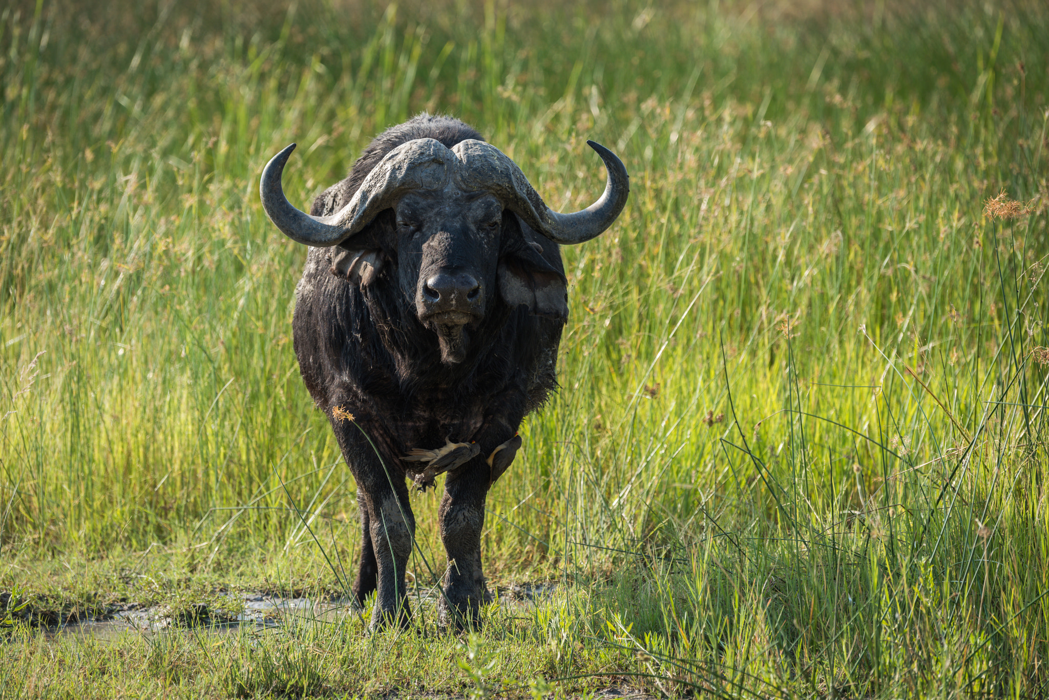 Nikon D810 sample photo. Cape buffalo facing camera in long grass photography