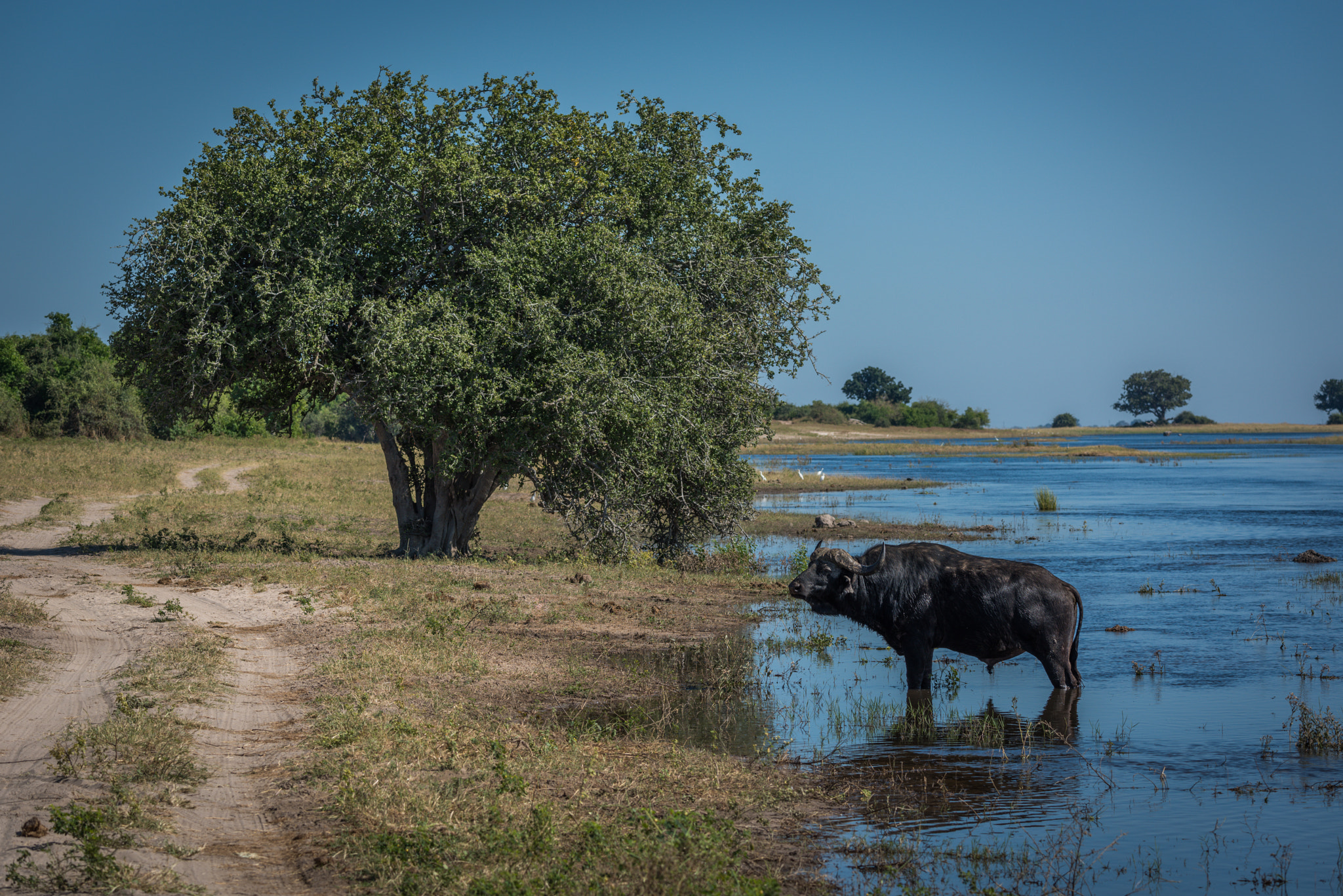 Nikon D810 sample photo. Cape buffalo in river with tree behind photography