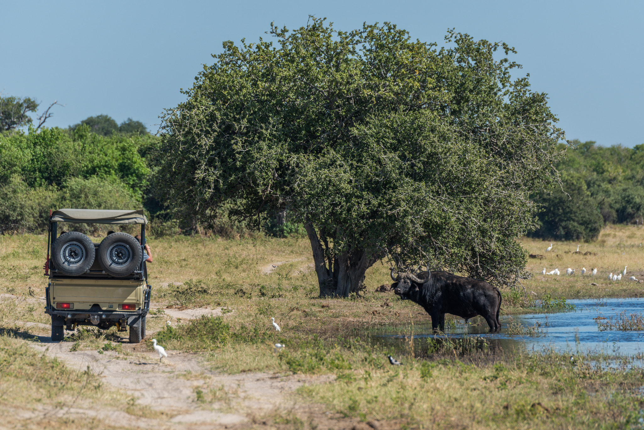 Nikon D810 sample photo. Cape buffalo in river with jeep alongside photography