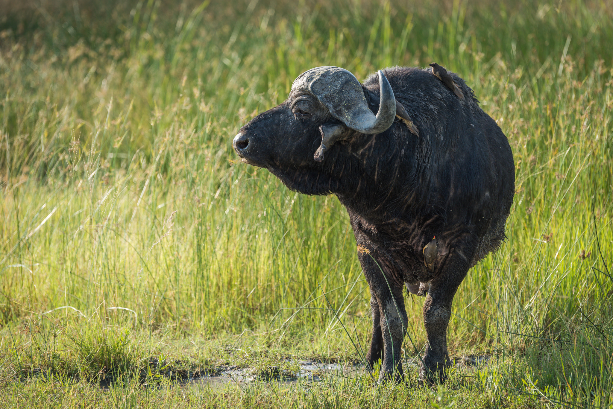Nikon D810 sample photo. Cape buffalo in long grass turning head photography
