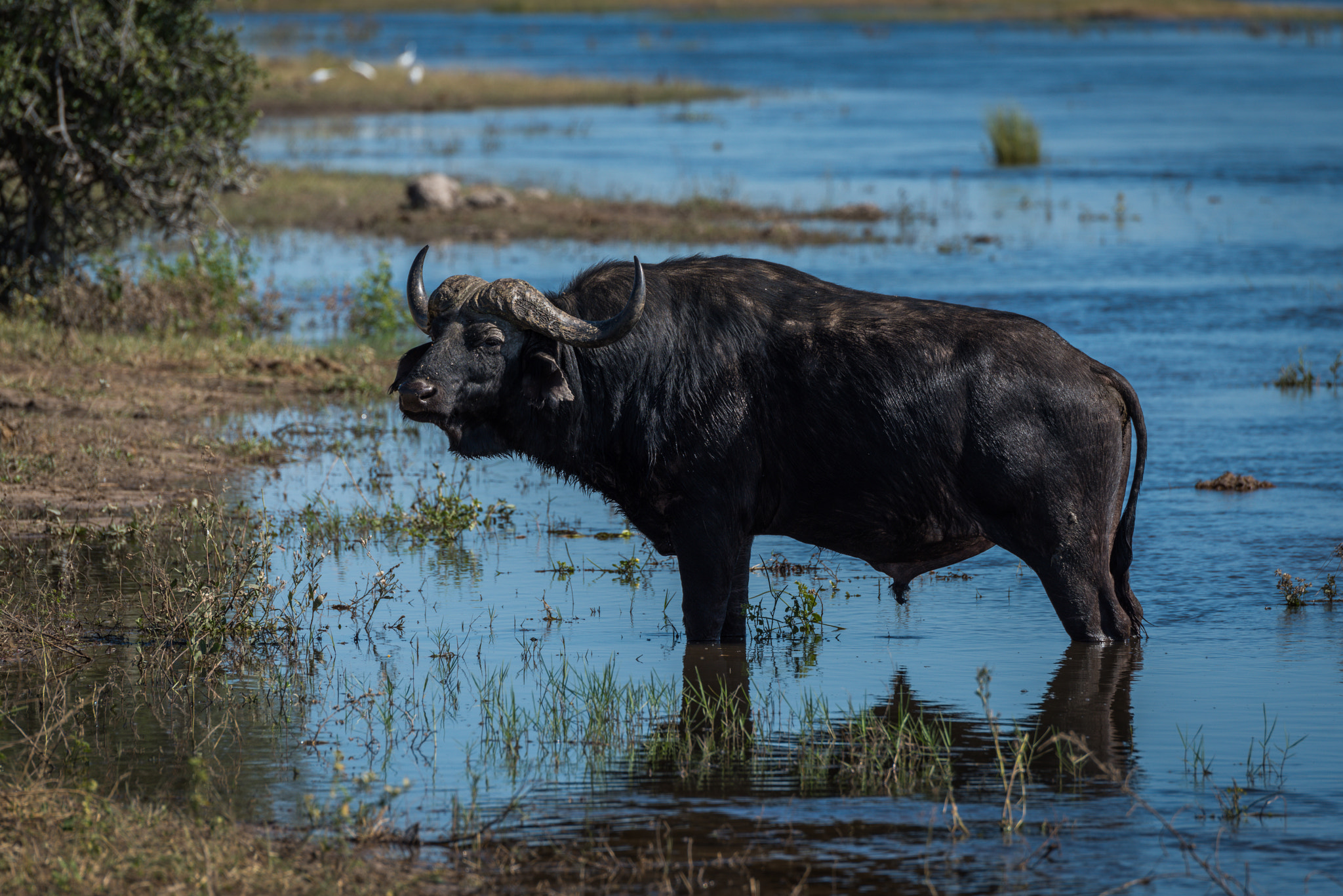 Nikon D810 + Nikon AF-S Nikkor 80-400mm F4.5-5.6G ED VR sample photo. Cape buffalo in shallow water beside riverbank photography
