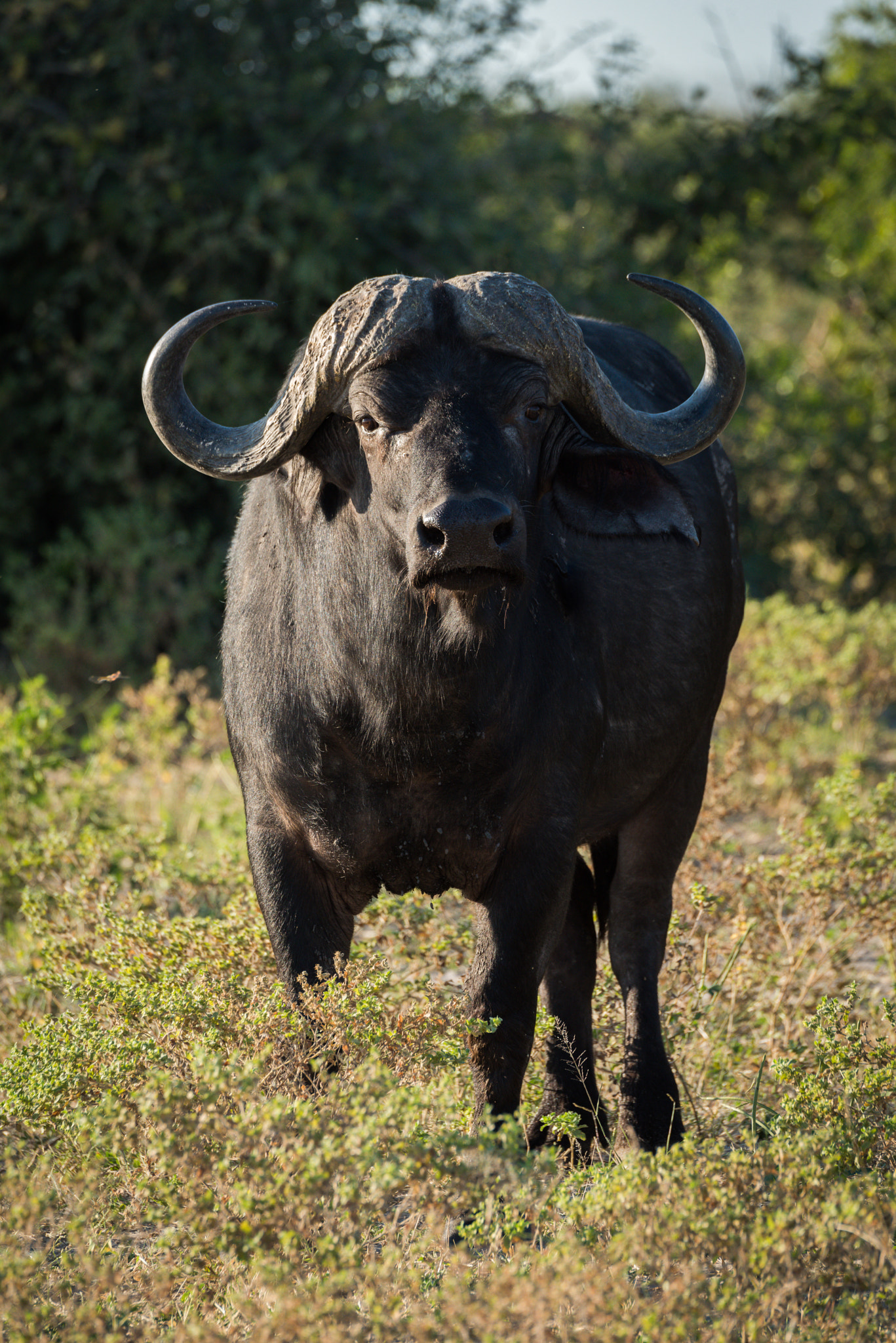 Nikon D810 sample photo. Cape buffalo standing facing camera in sunshine photography